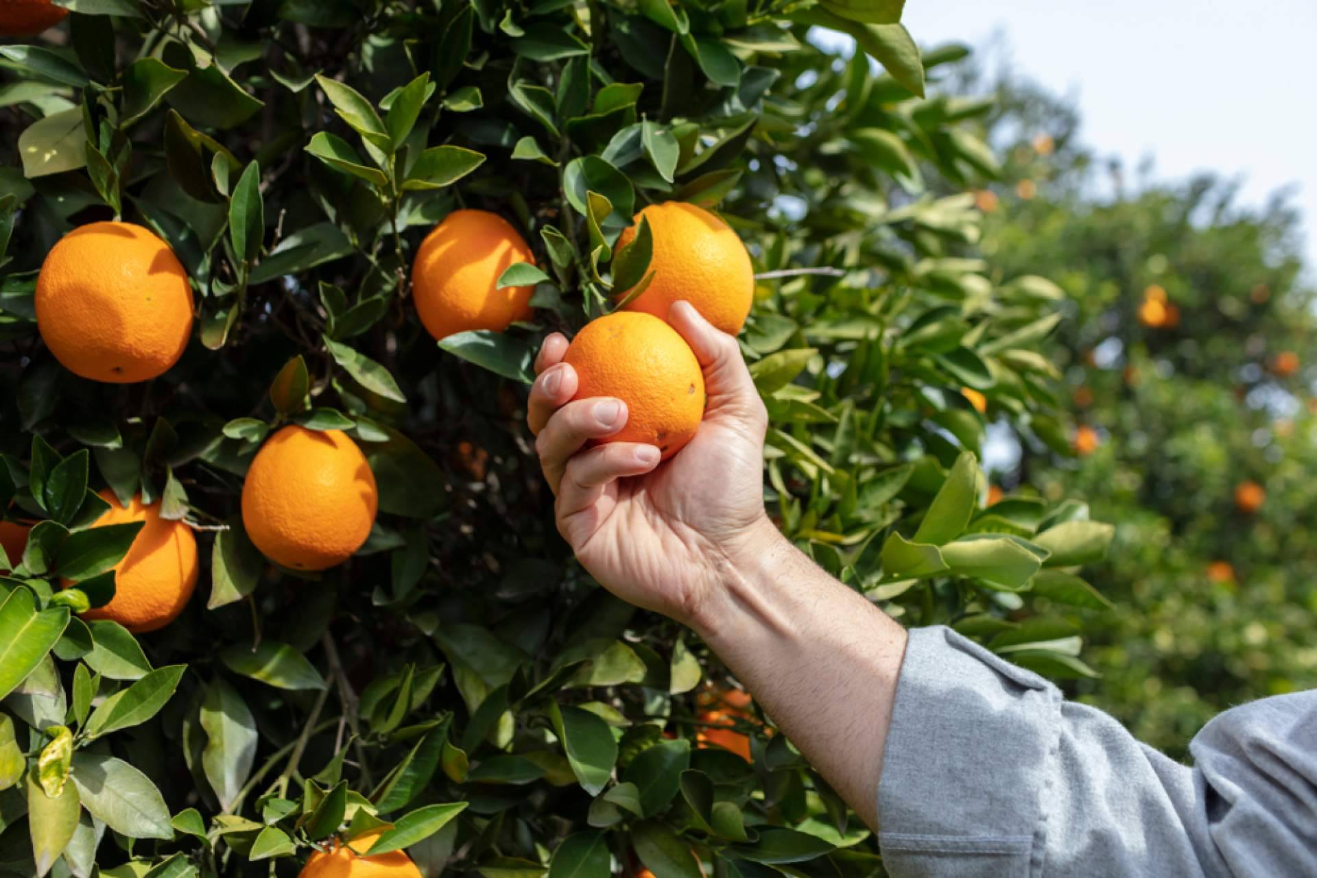 Comprar naranjas online baratas con Sabor a Naranjas en menos de 24 horas
