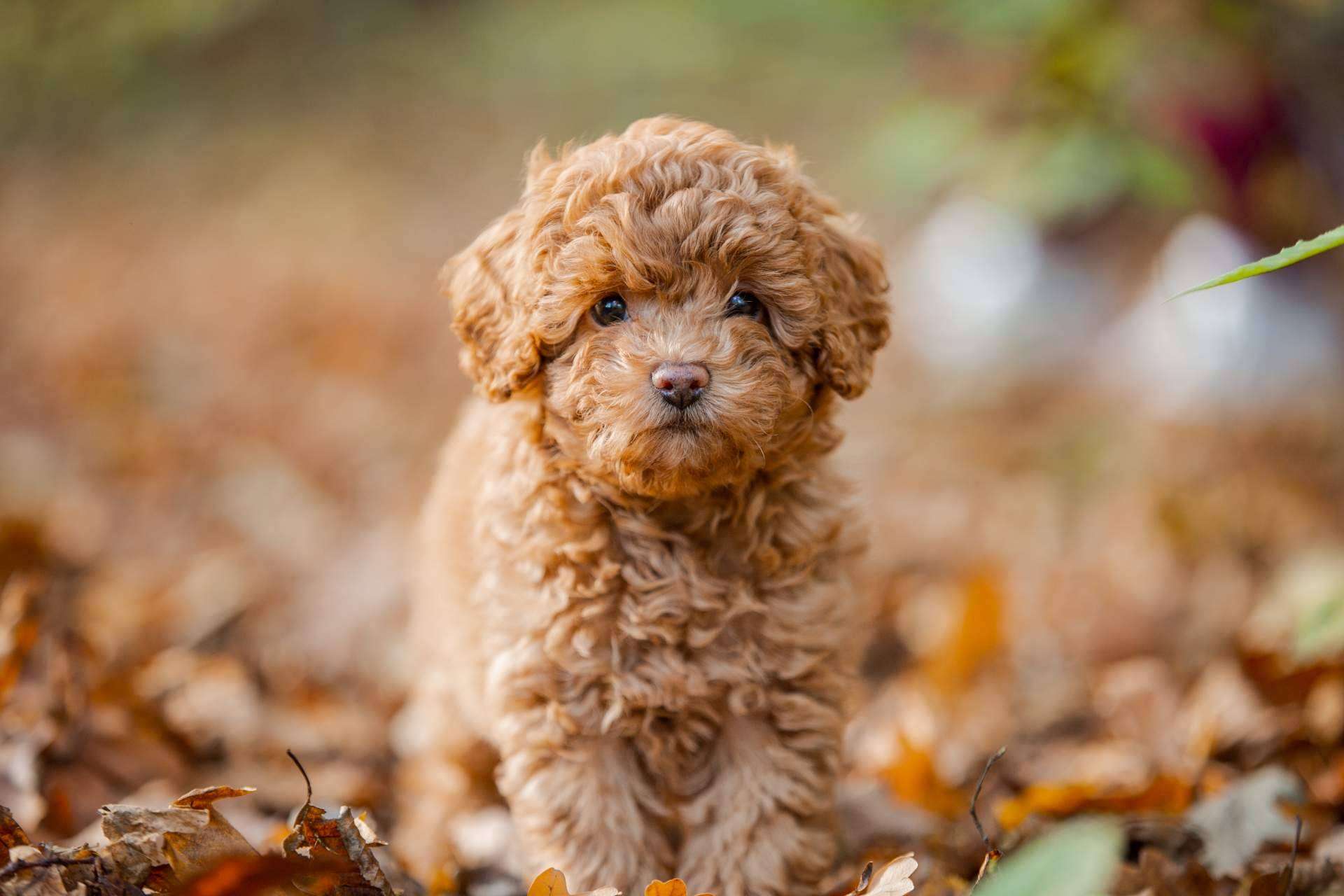 Tienda Cachorro recalca la importancia de adquirir un cachorro sano en un lugar de confianza y con años de experiencia