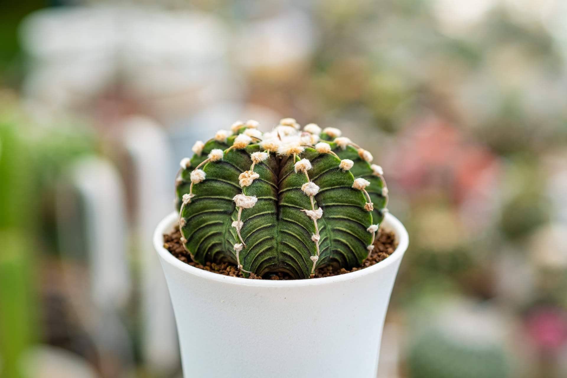 Decoración con los diferentes tipos de cactus