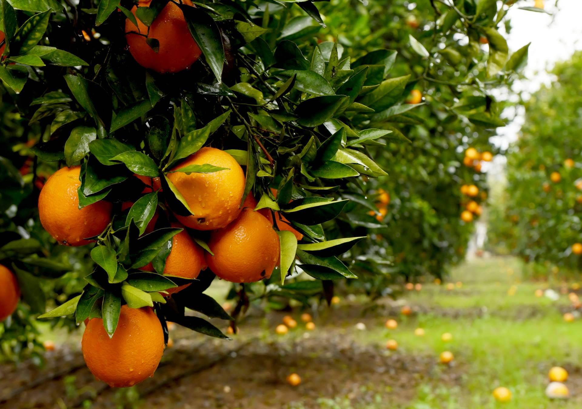 Sabor a Naranjas expone la importancia de la agricultura sostenible para consumir naranjas frescas