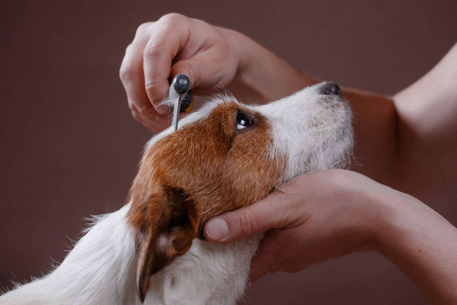 El centro especializado en la atención de los parásitos en perros, Cachorros del Valle