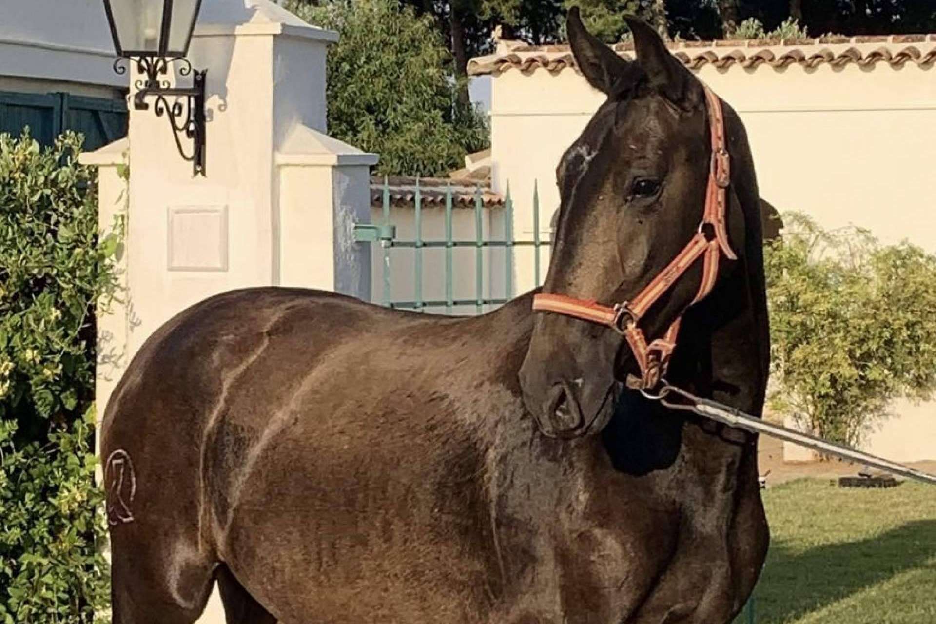 Los caballos PRE en venta de Yeguada La Pajarita, unos animales elegantes y resistentes