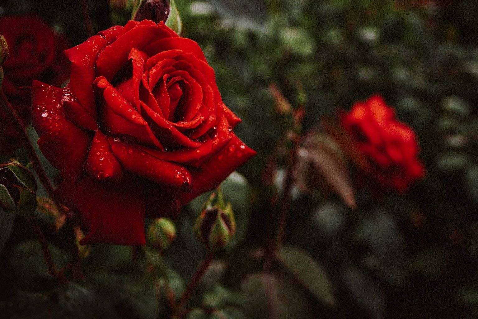 El Protocolo Zeloni Magelli expone que ha llegado el momento de parar y oler las rosas