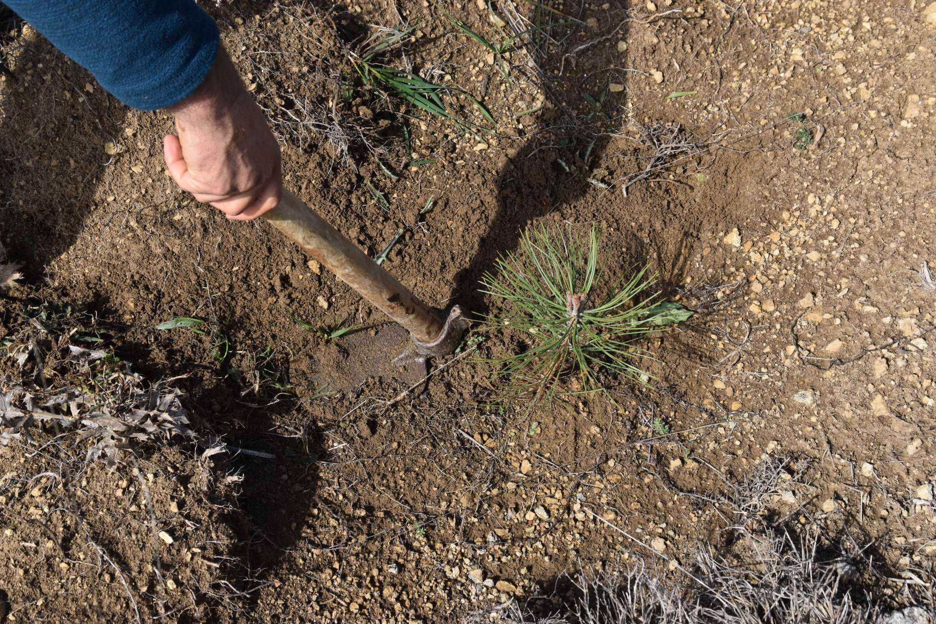 Gracias a una plantación forestal en Burgos, Solaria compensa más de 400 toneladas de CO2