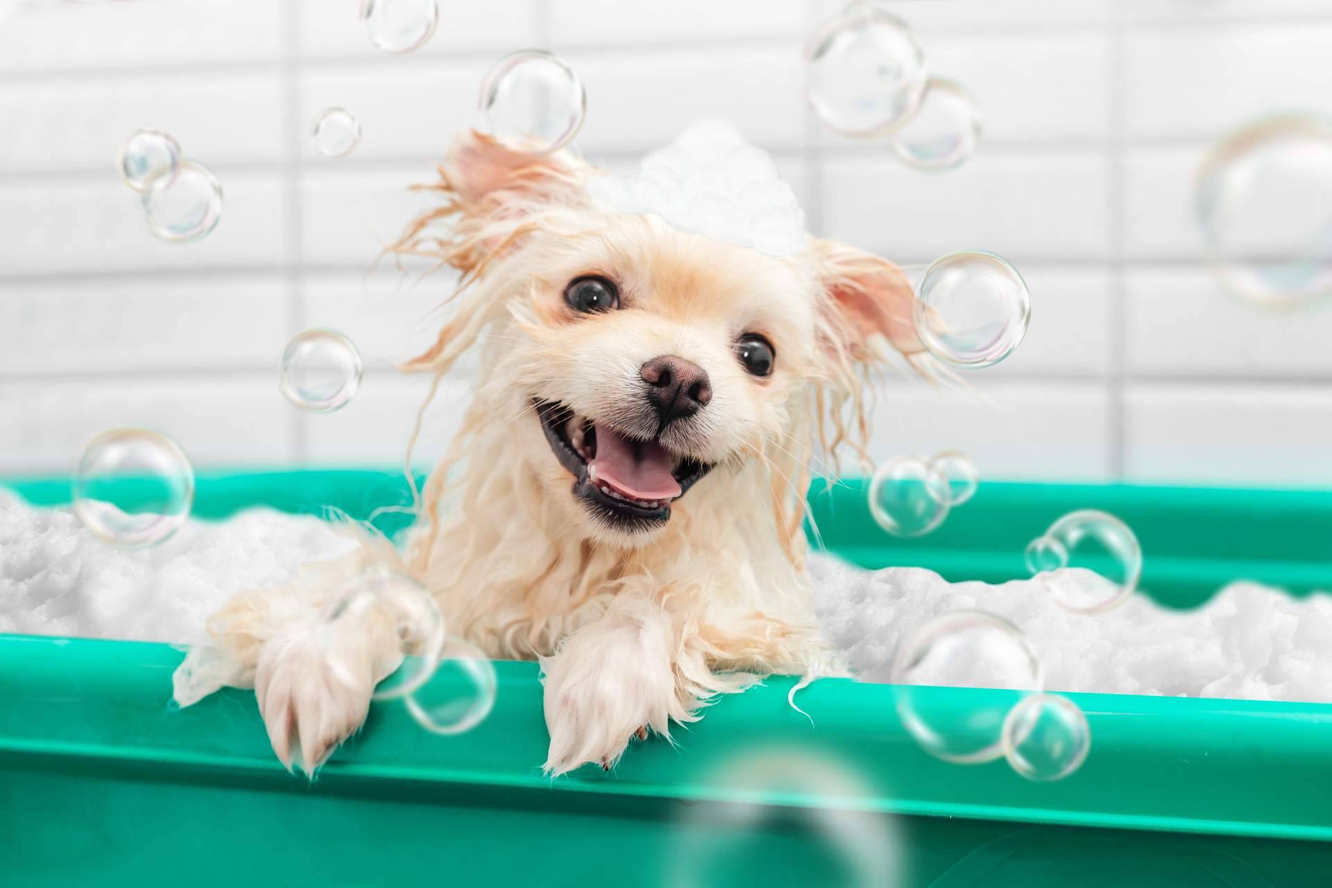 Cuidar el pelo de las mascotas con champús especiales