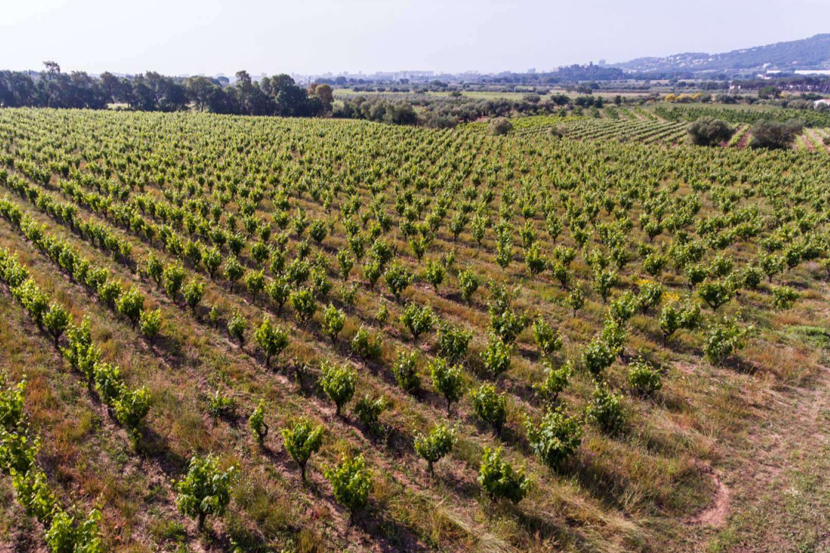 La bodega Viníric se encuentra en Calonge, tierra de vinos