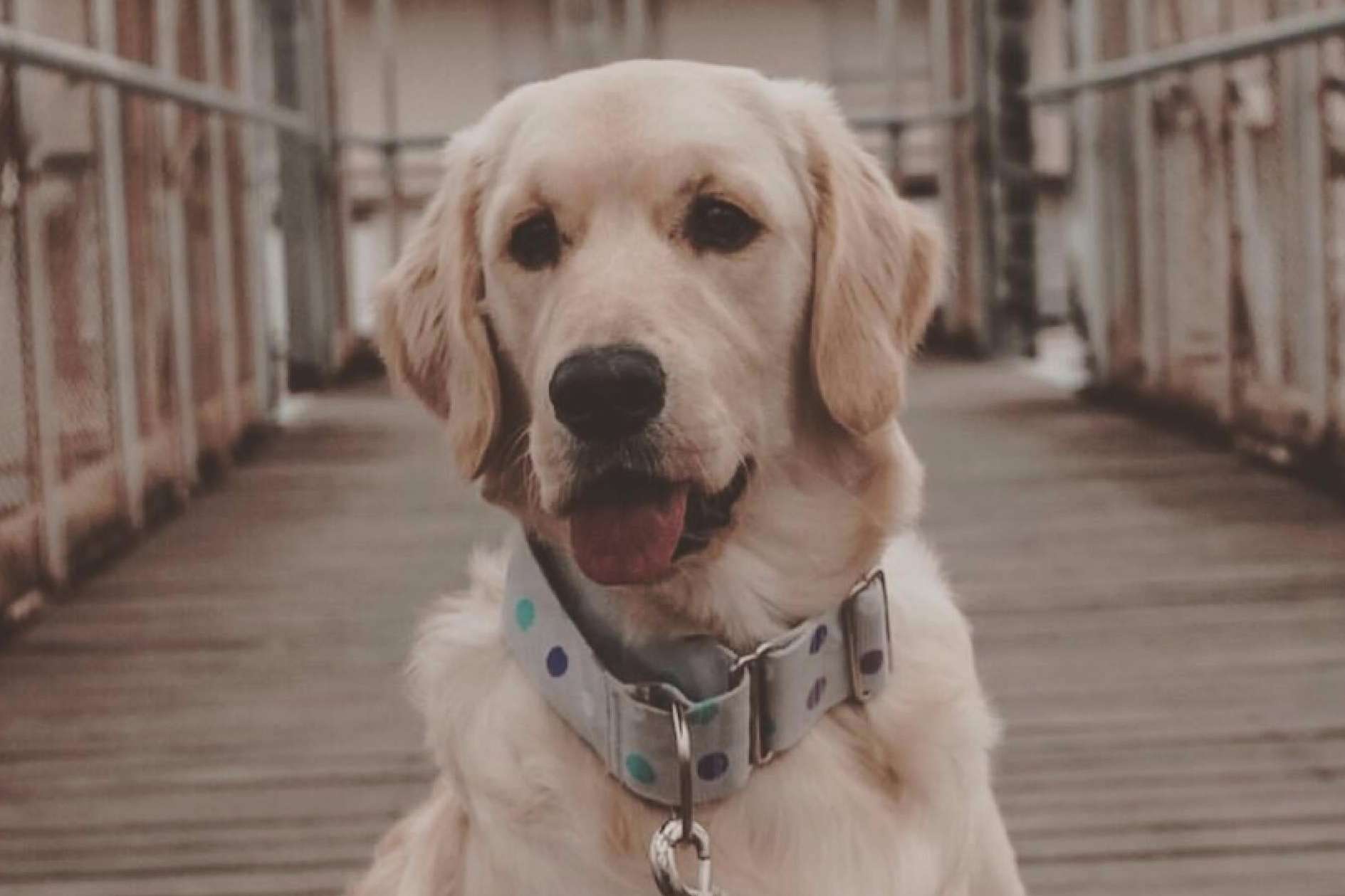 ¿Cuál es el collar perro ideal?, según Izaladog