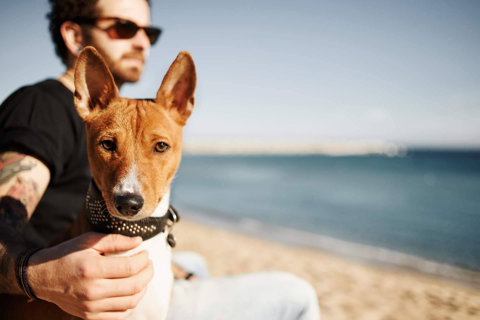 Evitar que las protectoras colapsen adoptando perros en verano