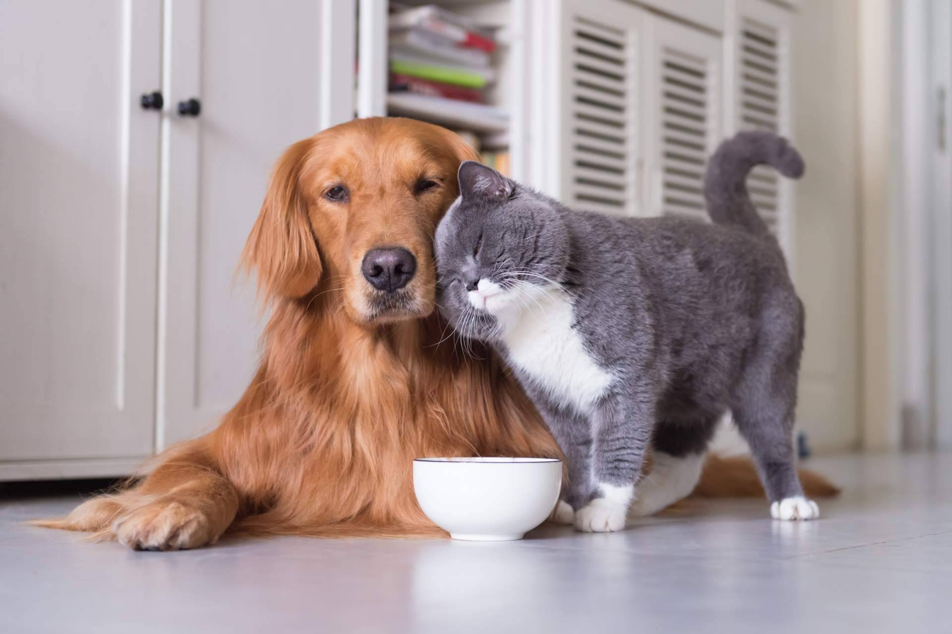 ¿Dónde comprar comida para mascotas? Pixi Mascotas