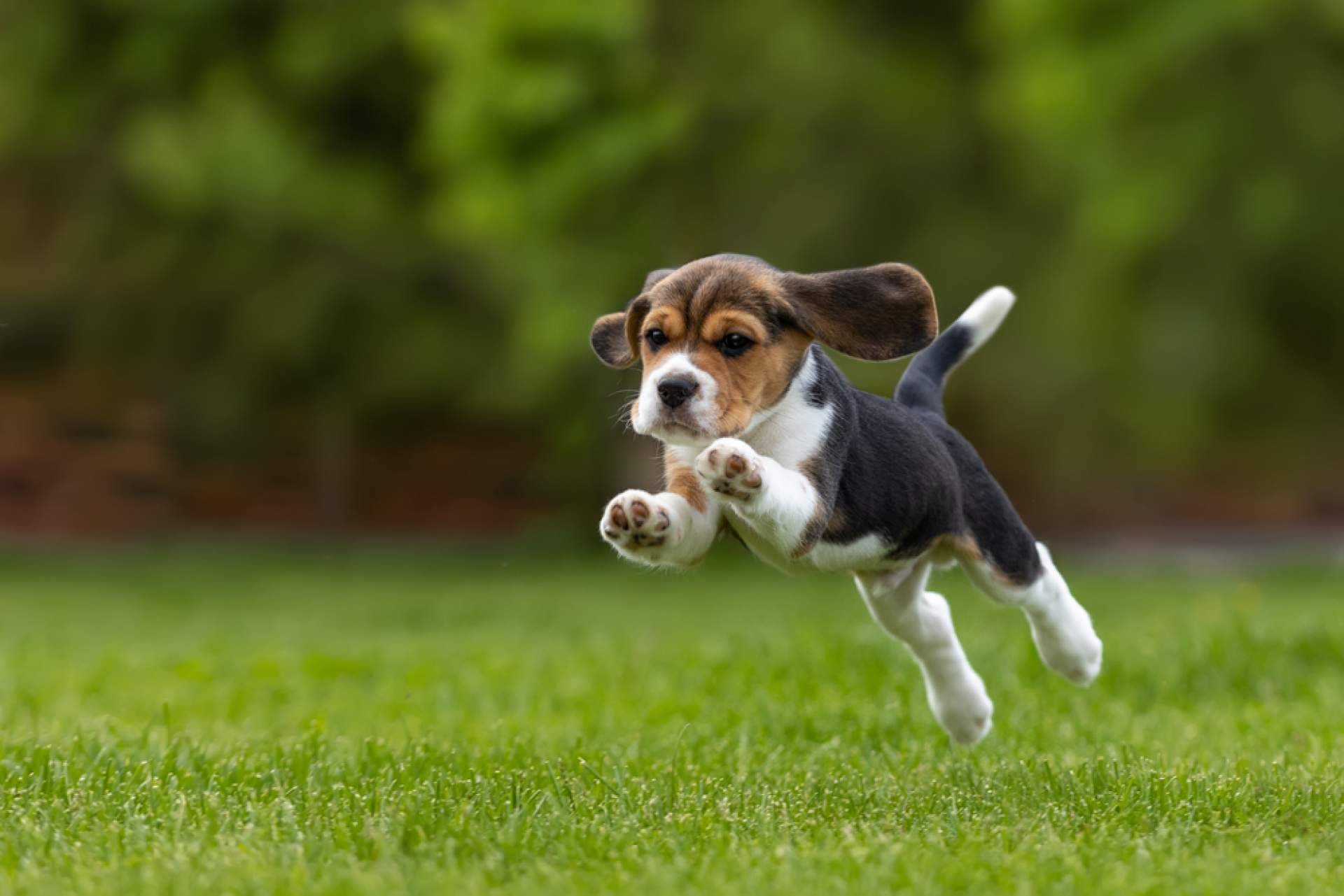 Tiendacachorro.es explica todo lo que hay que saber sobre el cuidado de un cachorro