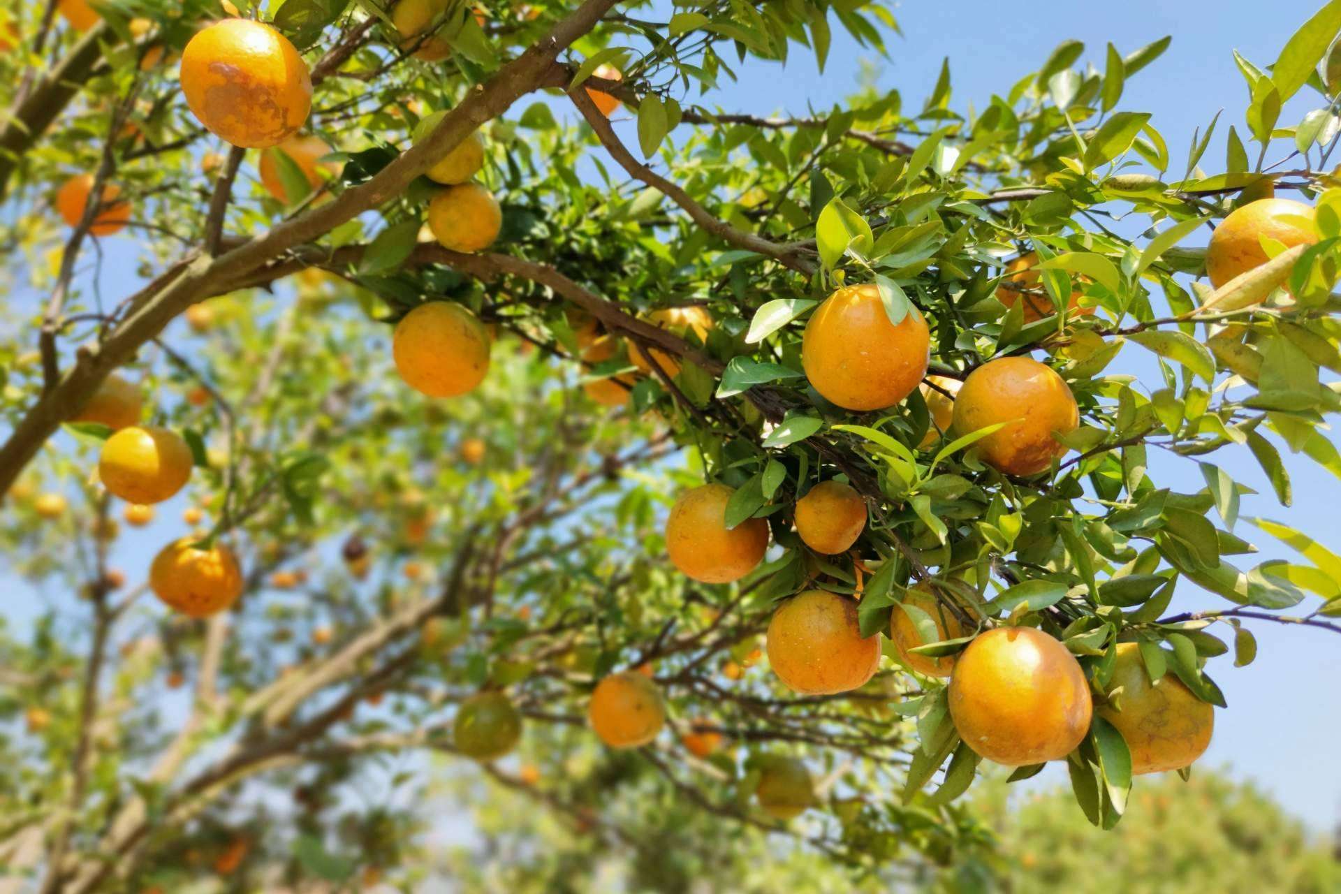 Sabor a Naranja explica qué es el etiquetado Nutri-Score