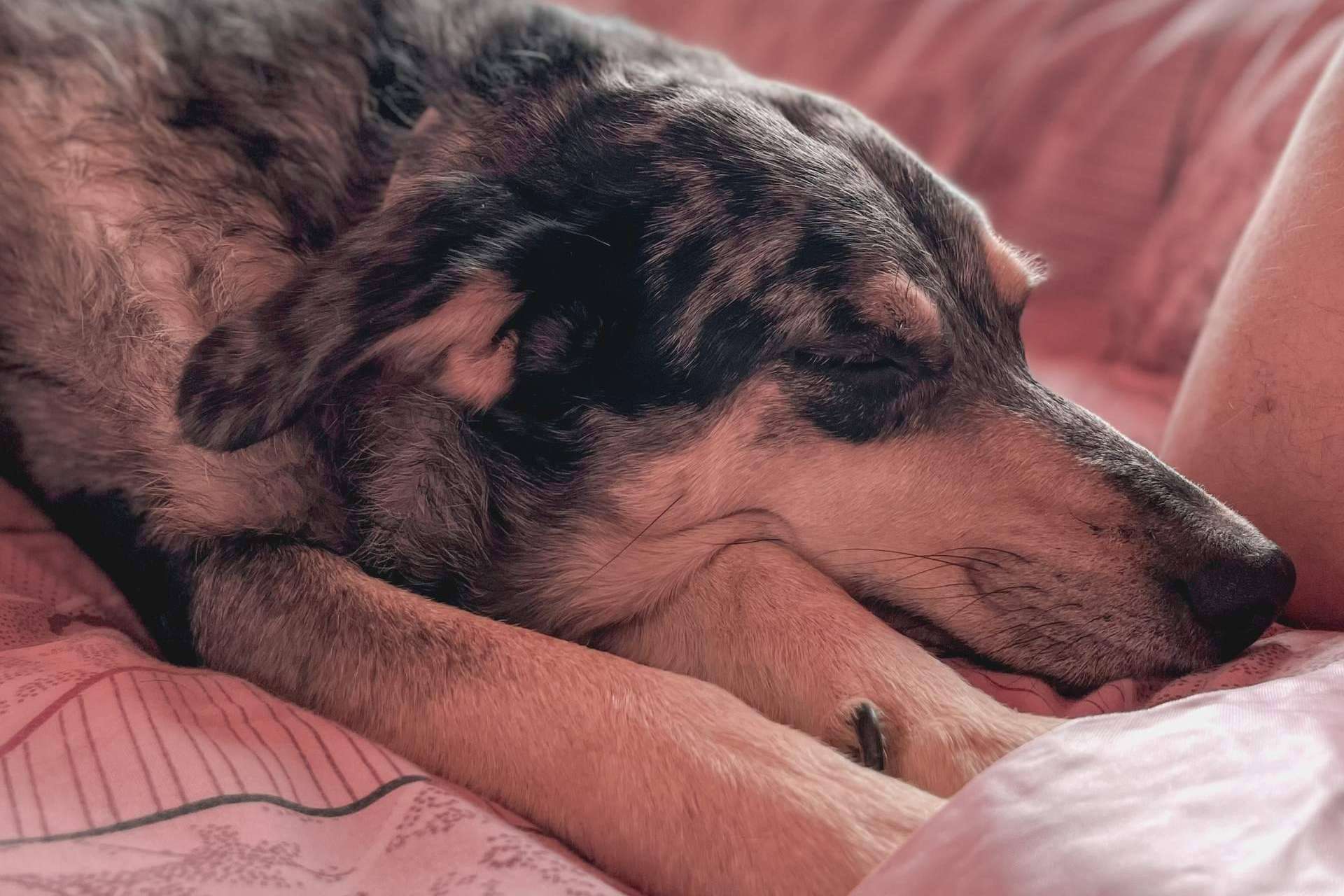 Cuidados del perro senior con Filosofía de vida para un mundo más perro, el nuevo libro de Noemí Haro