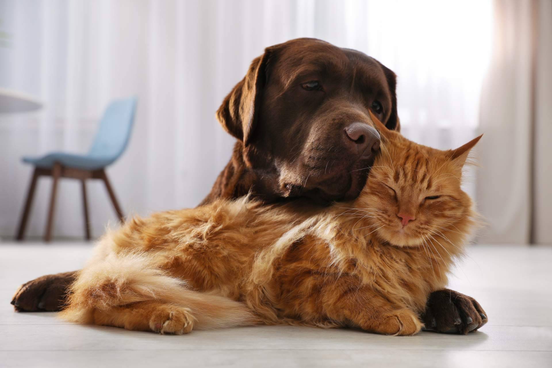 Profesionalizarse en el sector animales de compañía es imprescindible, por Antrozoologia.com