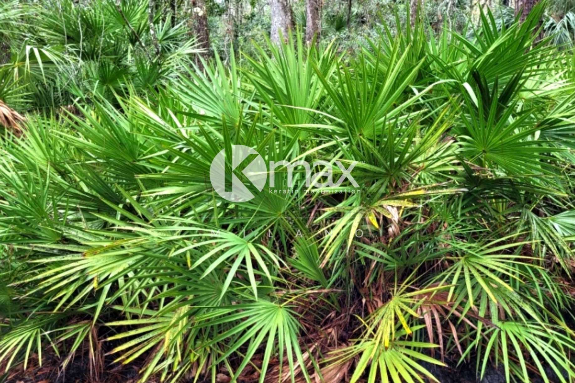 Los productos anticaída de Kmax incorporan Serenoa repens