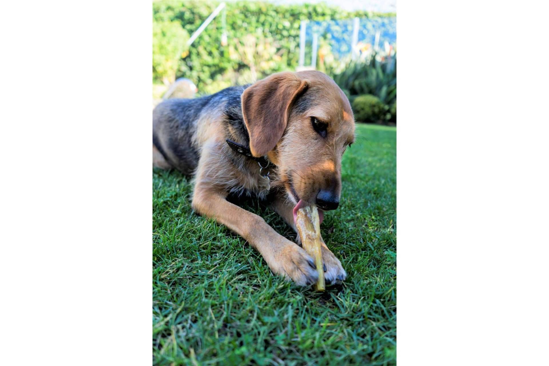 Lenda, los snacks y alimentos húmedos para mascotas