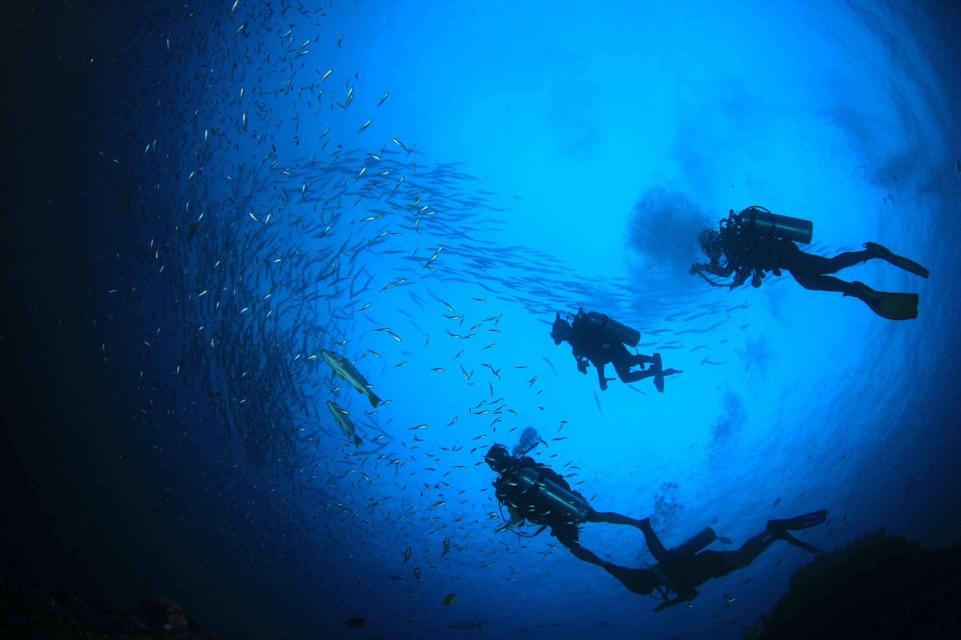La tendencia del buceo en Koh Tao, de la mano de Nitro Koh Tao