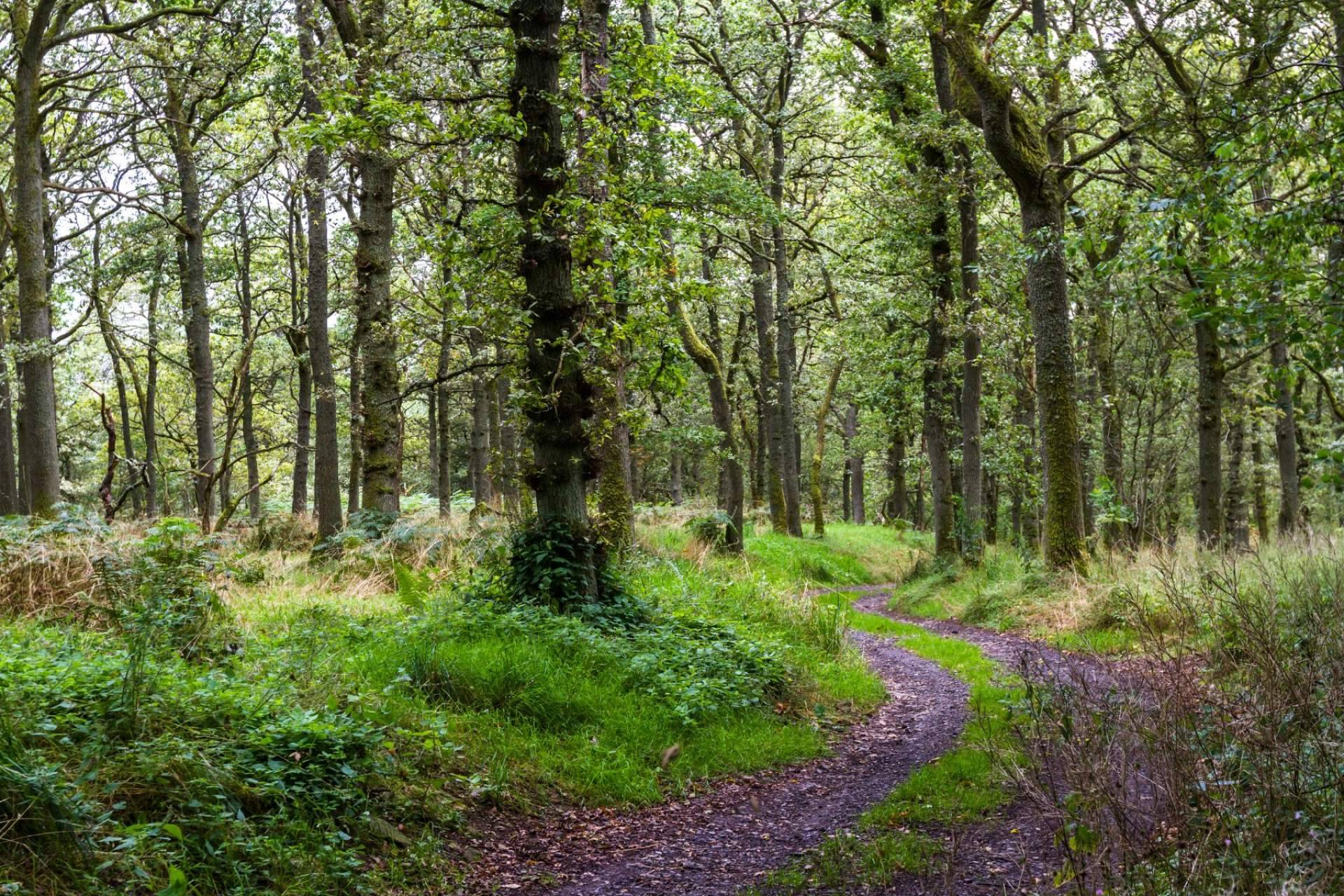 WellWo tiene un programa de salud medioambiental para crear conciencia de cómo cuidar el planeta
