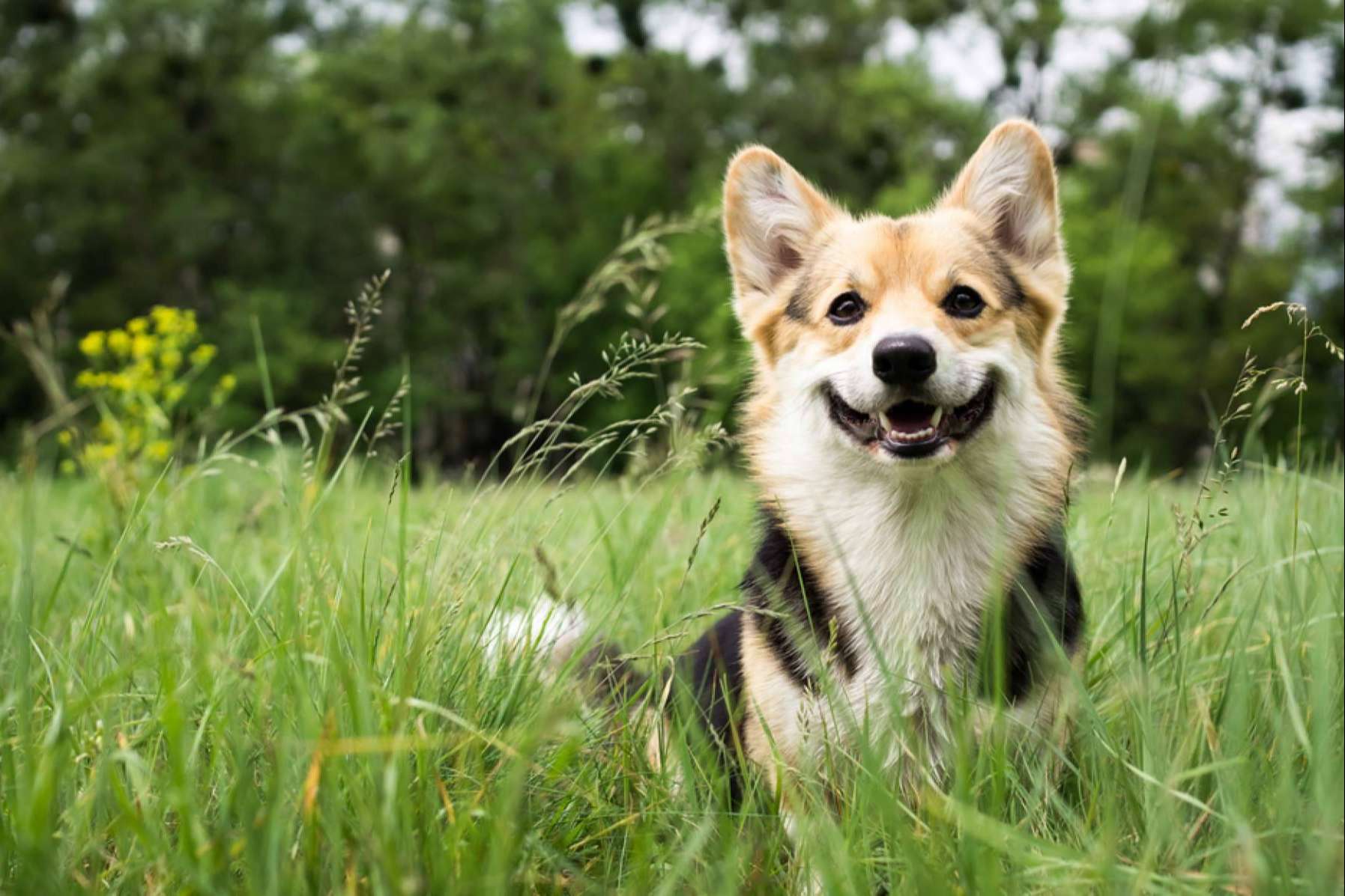 La guardería de día PERROBUENO y las vacaciones para perros en Madrid