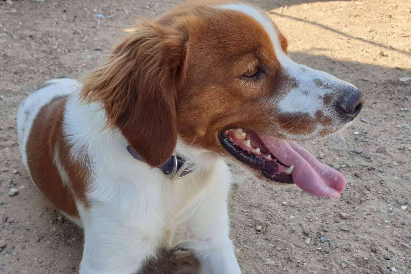 Las ayudas que ofrece la Asociación Española Perros de Apoyo, según la legislación para el bienestar animal