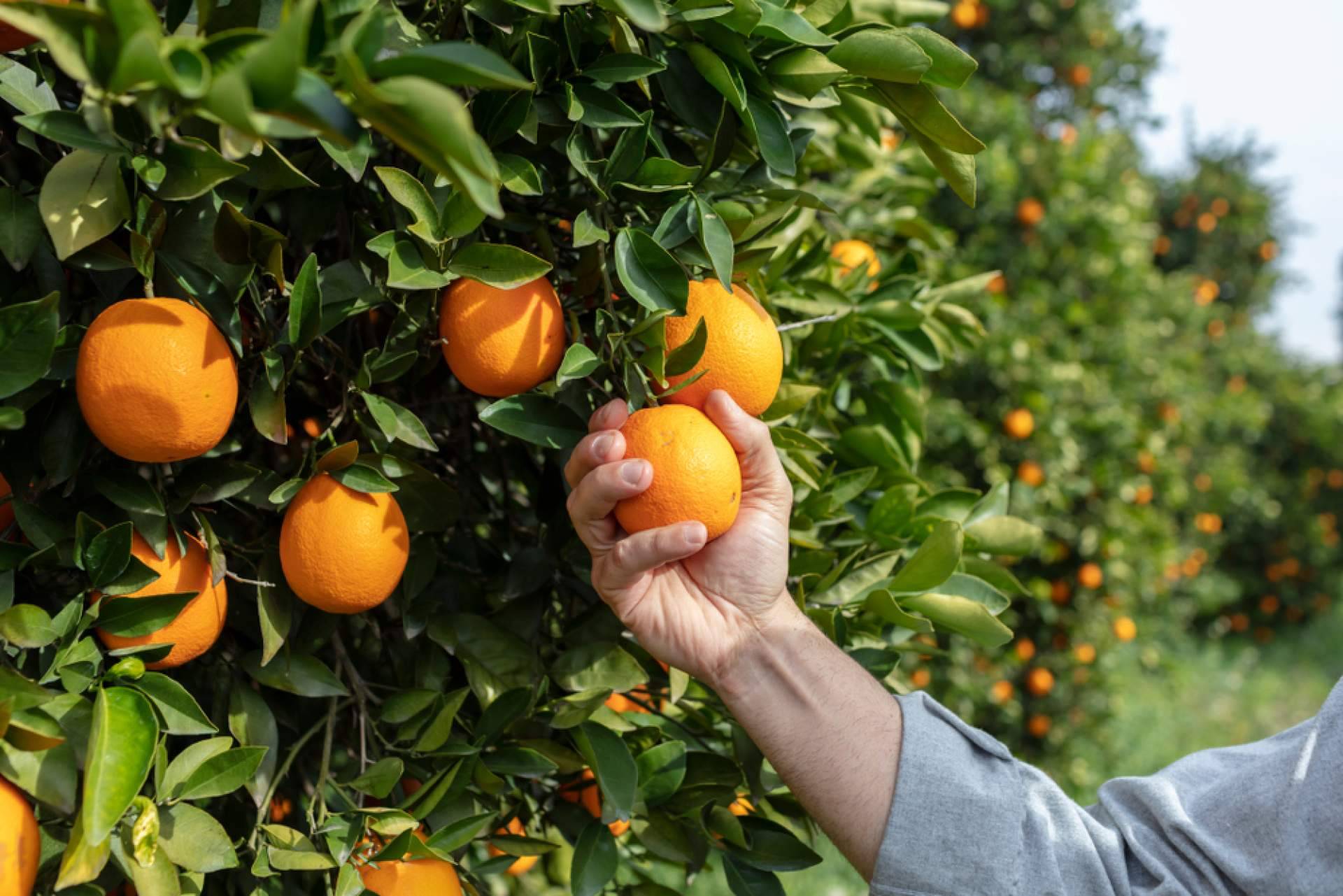 ¿Cuáles son los beneficios de la naranja para evitar y combatir resfriados?, con Sabor a Naranjas
