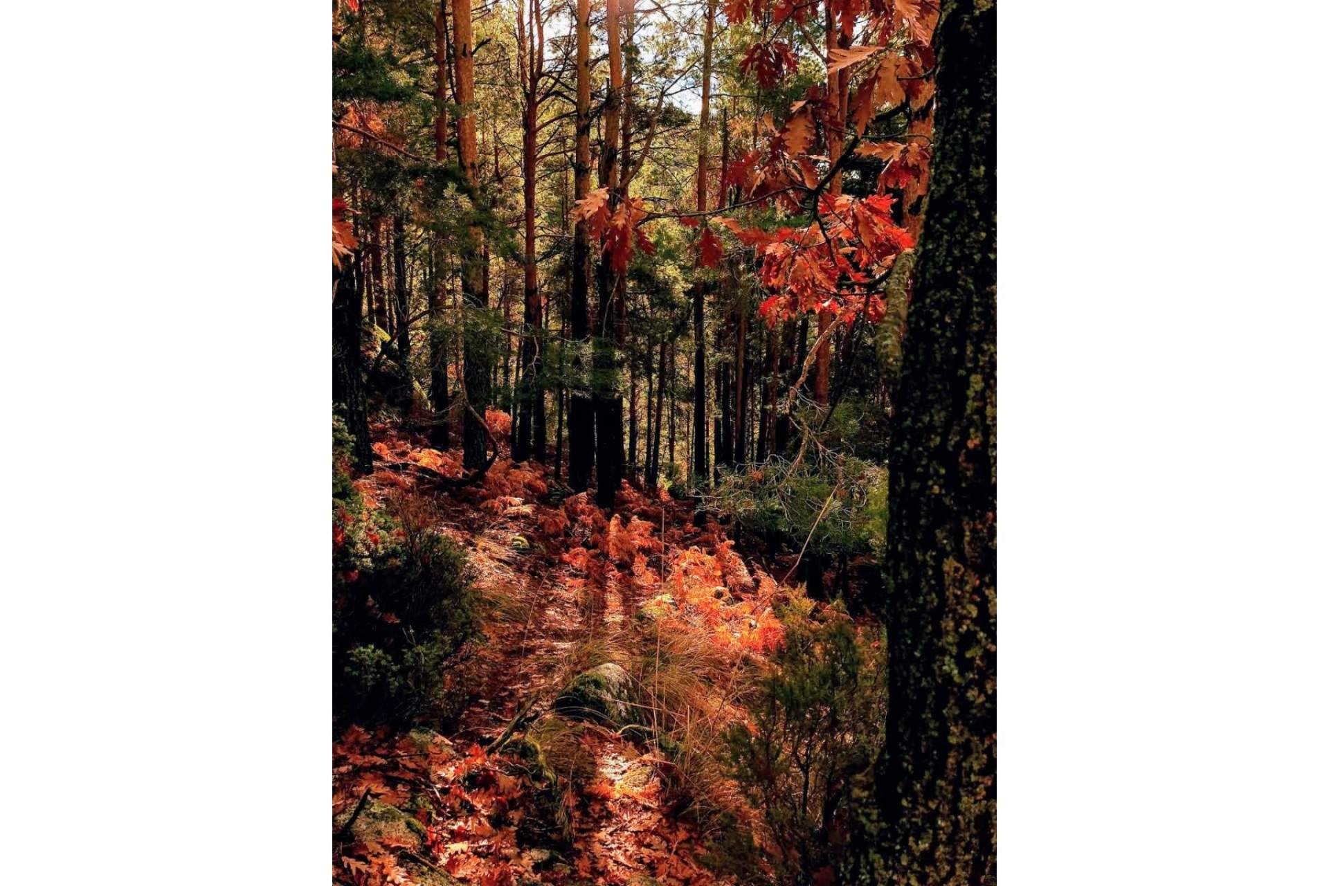 Celebrar el Otoño Mágico en Vive Baños de Montemayor