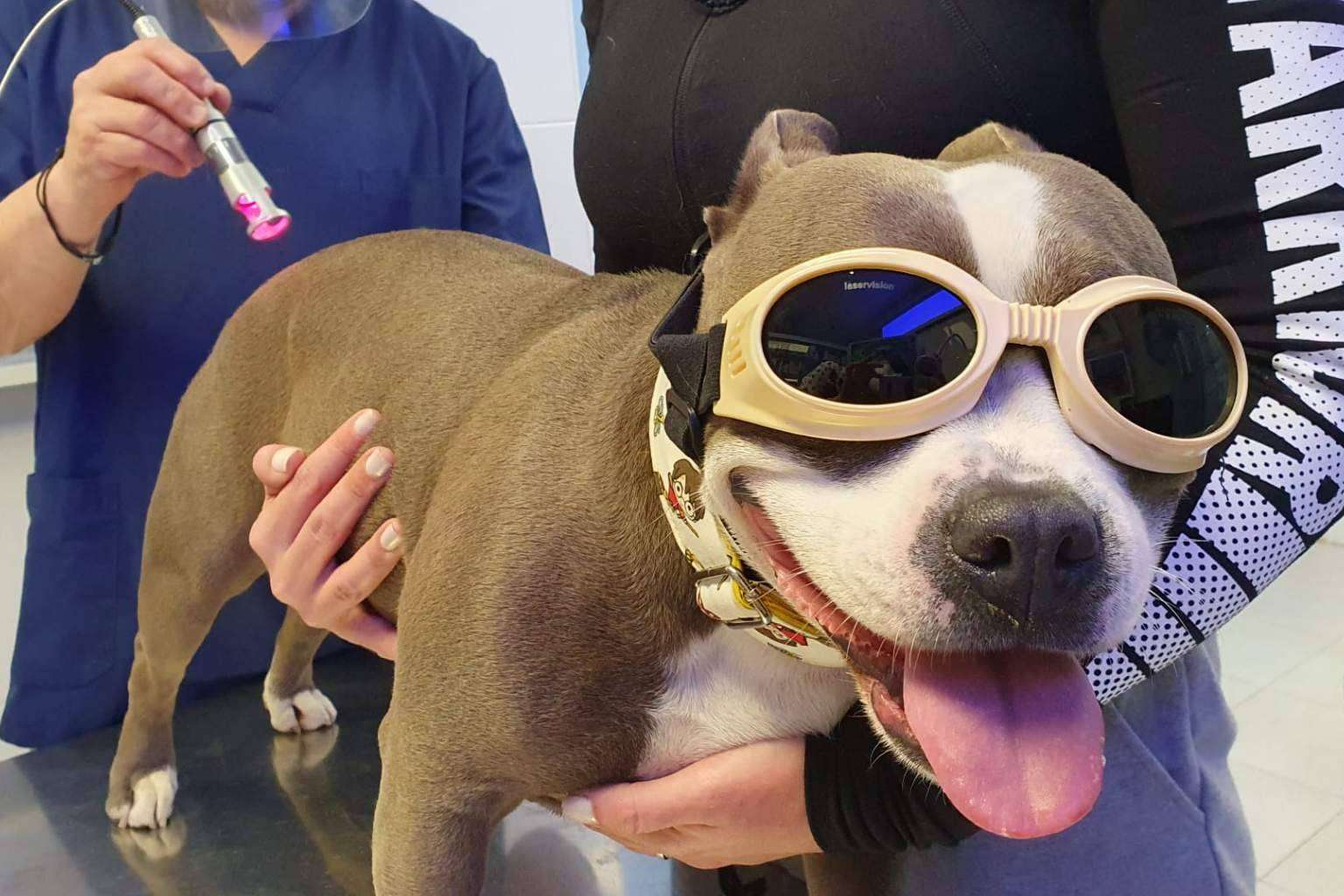 Clínica Veterinaria  El Estrecho enumera las aplicaciones que le dan a la laserterapia