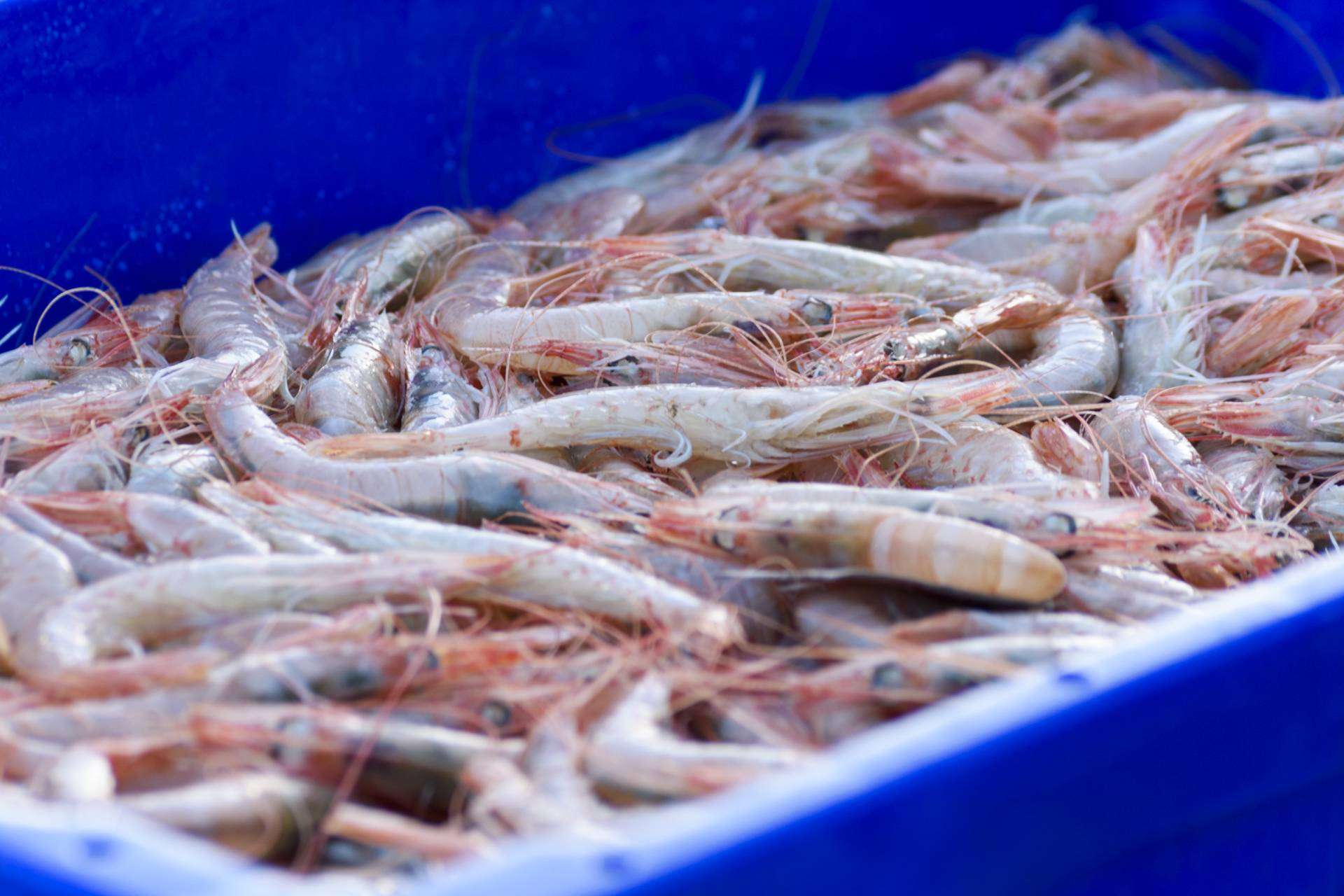 La empresa Lonja de Ayamonte es muy reconocida en la venta de la Gamba Blanca de Huelva