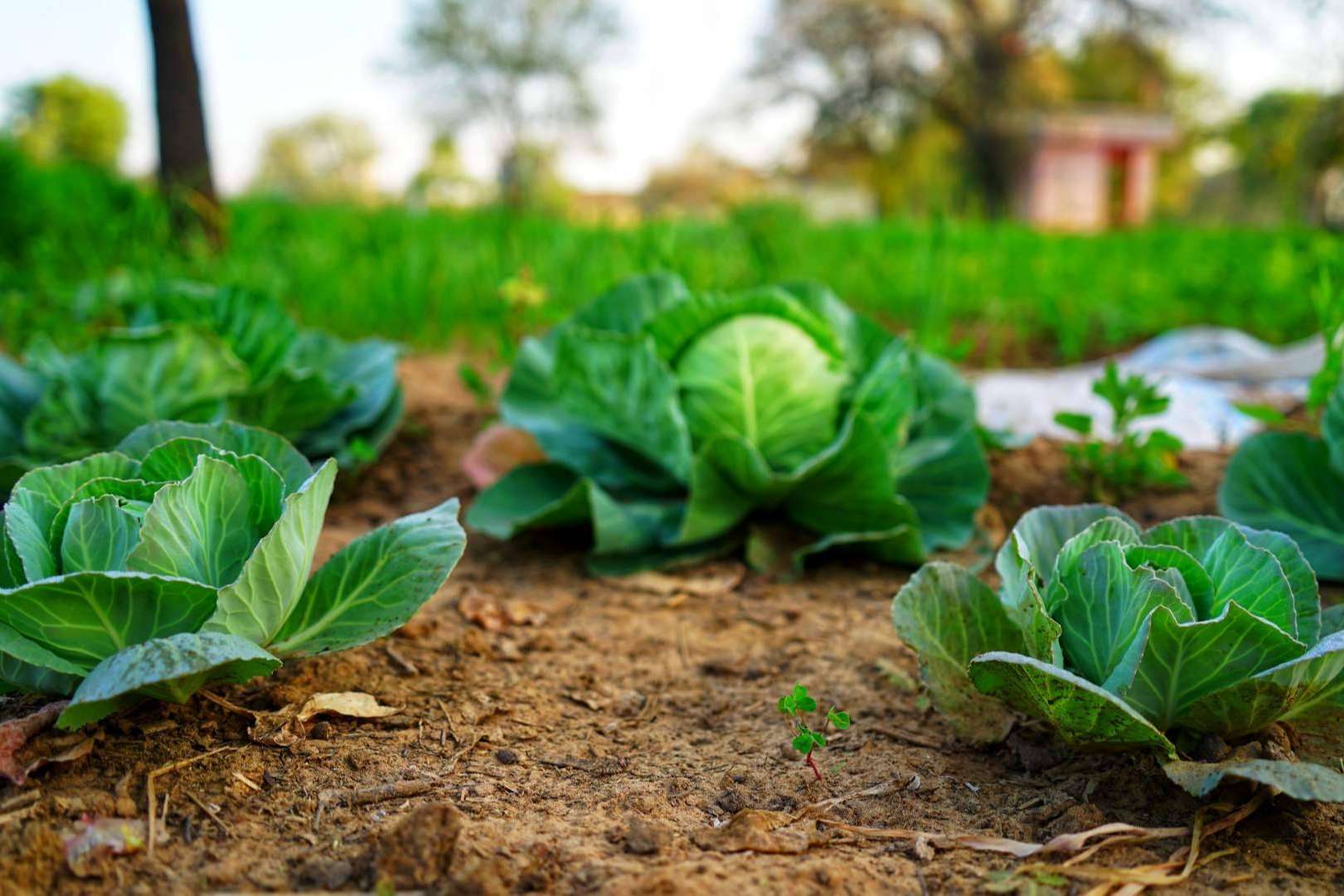 SAECO, suministros ecológicos y asesoramiento agrícola para potenciar y cuidar los cultivos
