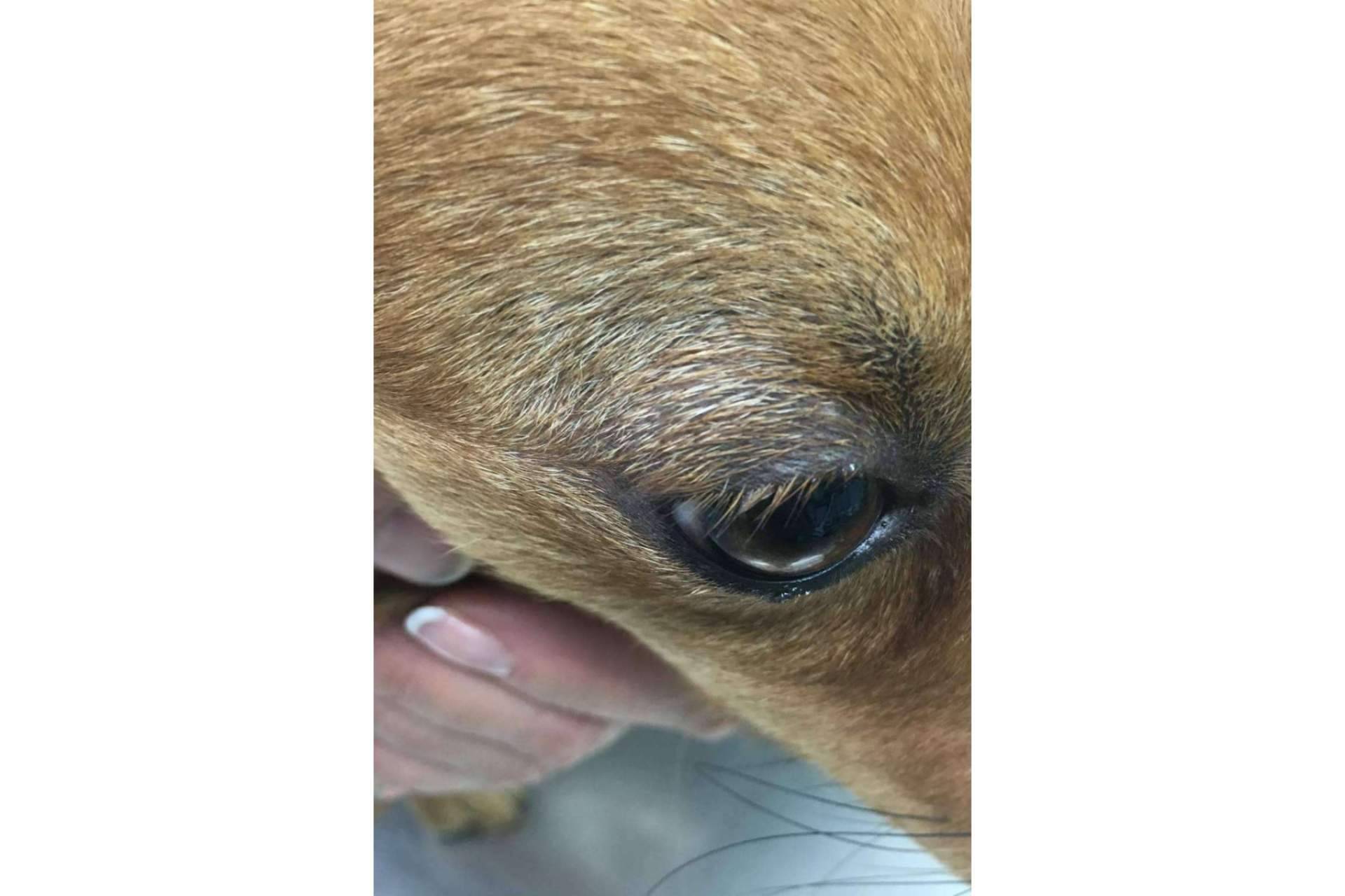 Una garantía de salud y calidad de vida, la ozonoterapia veterinaria