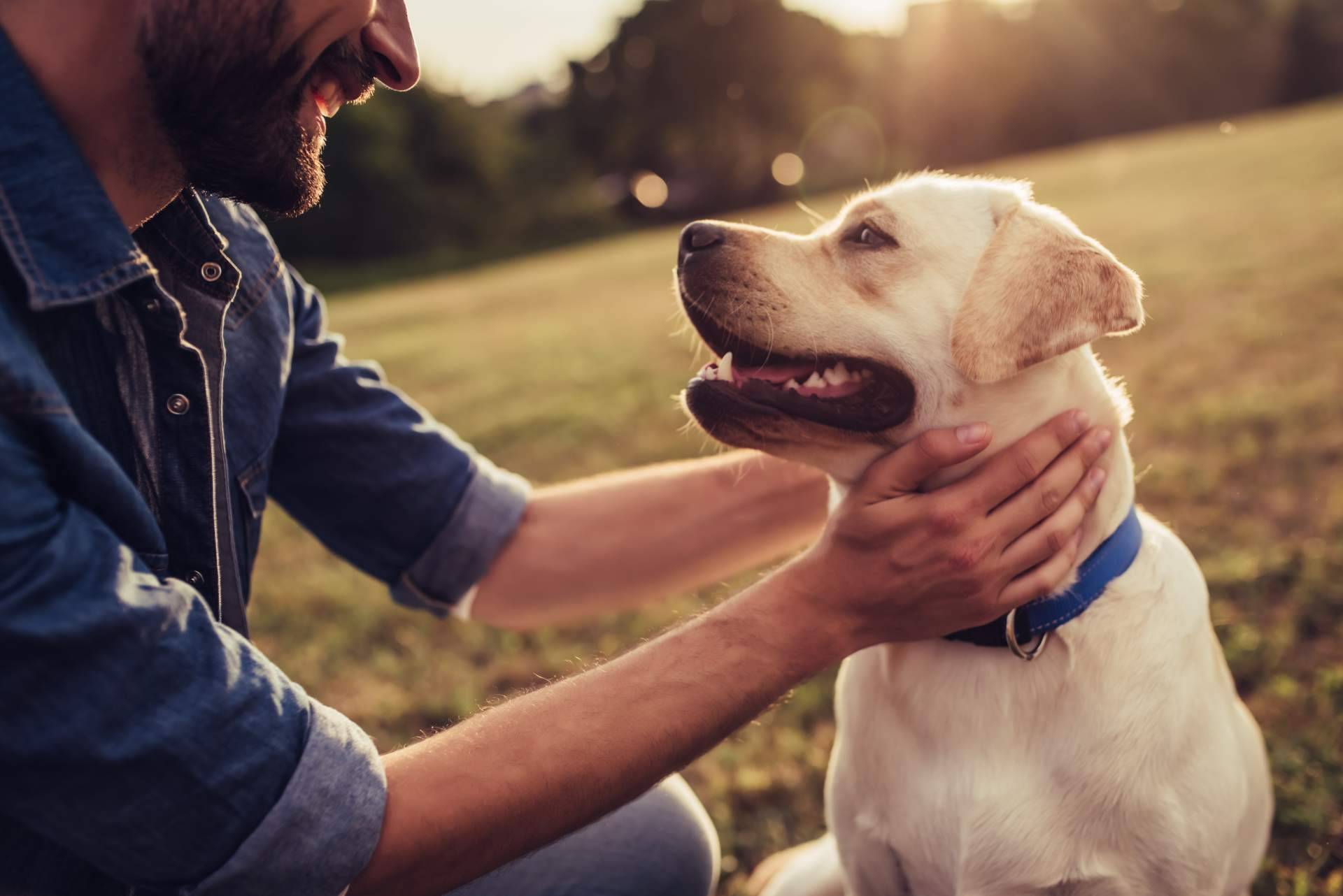 Mooiza Flex habla del cuidado de las articulaciones en perros mayores