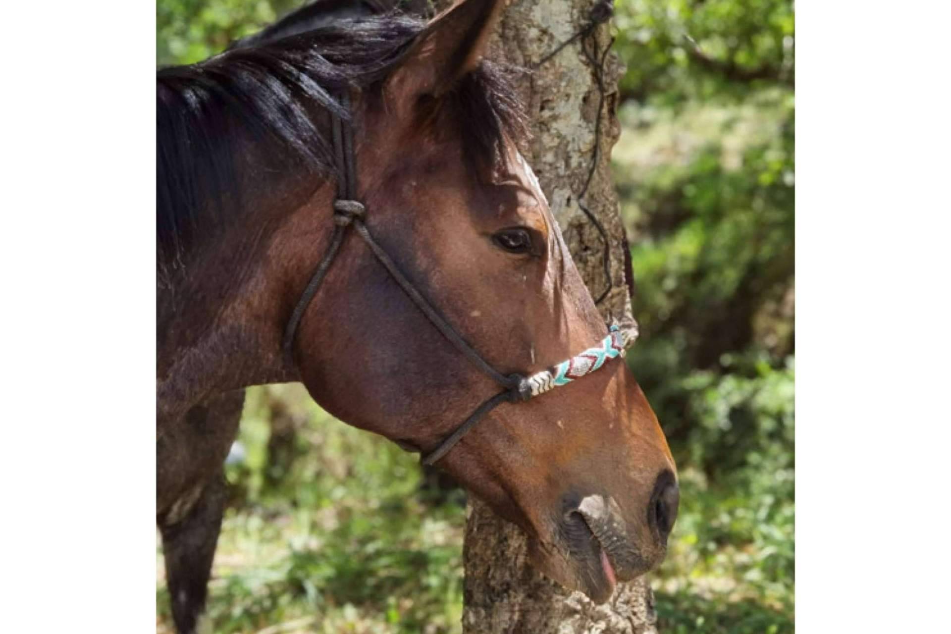 ¿Cuáles son los principales beneficios físicos y mentales de pasear a caballo?, por Maktub Bohemian Rides