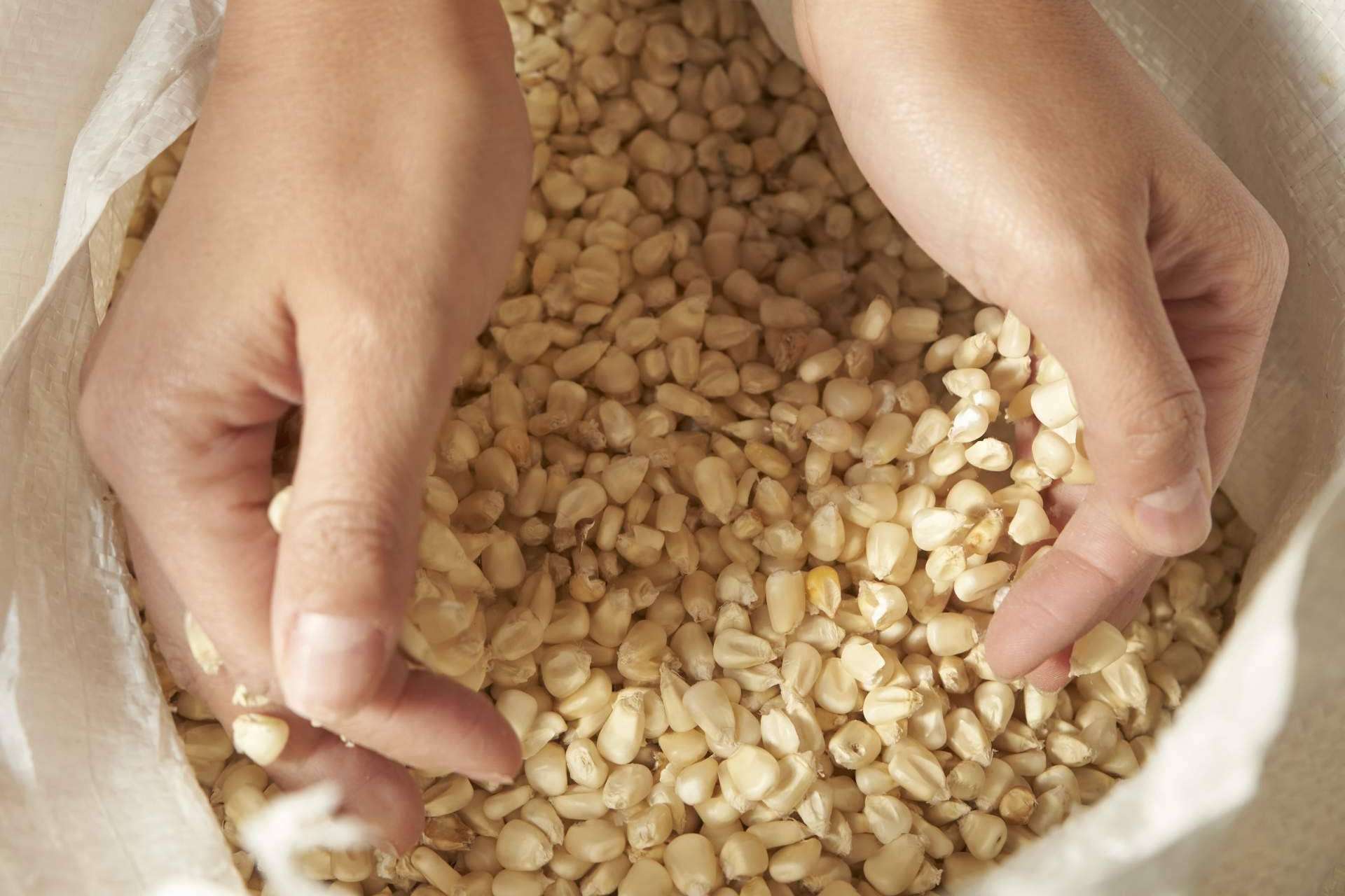Maíz Maya es un taller de productos mexicanos que fabrica tortillas de maíz