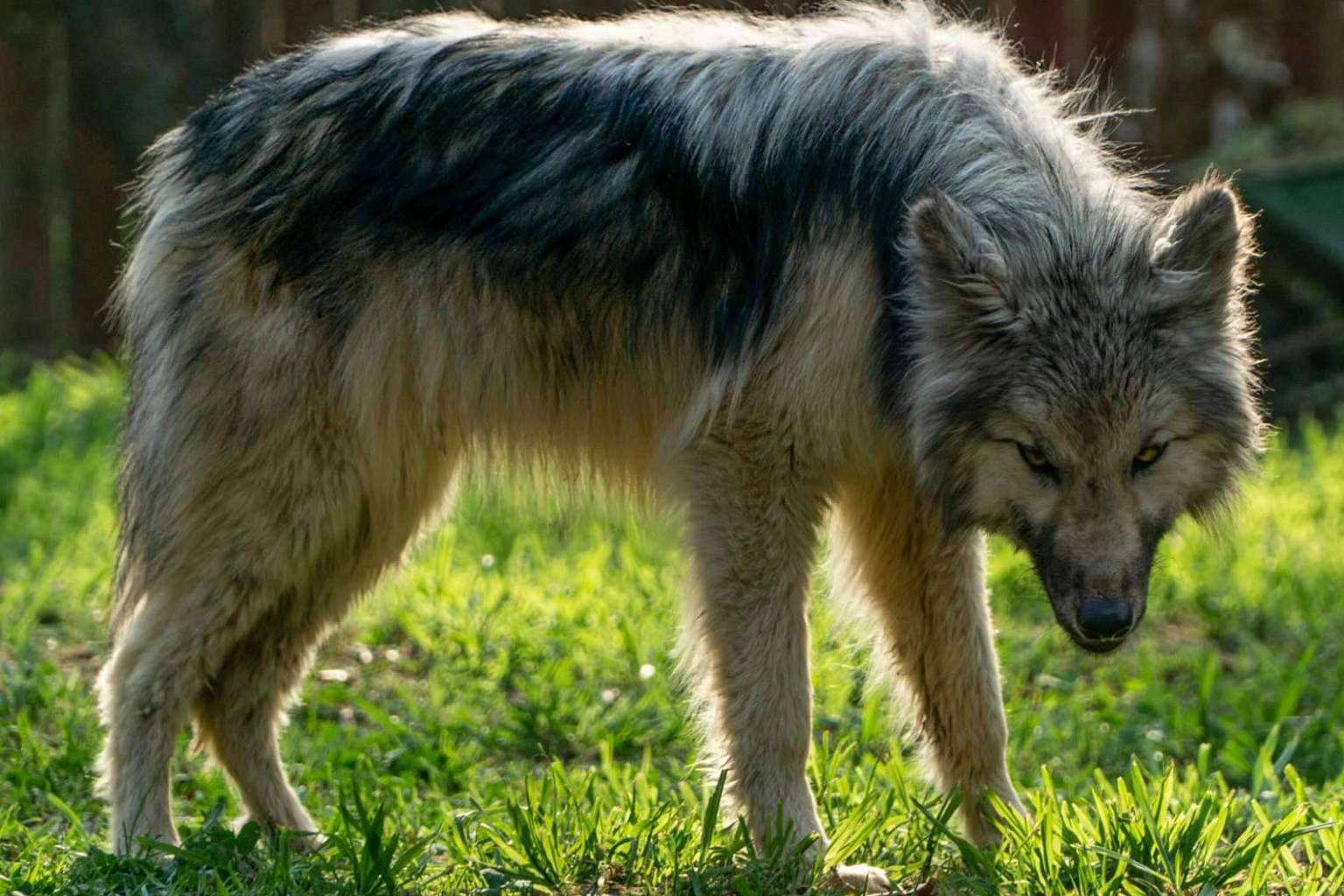 De los mitos y leyendas a las realidades, Wolfdog o Perro Lobo Americano
