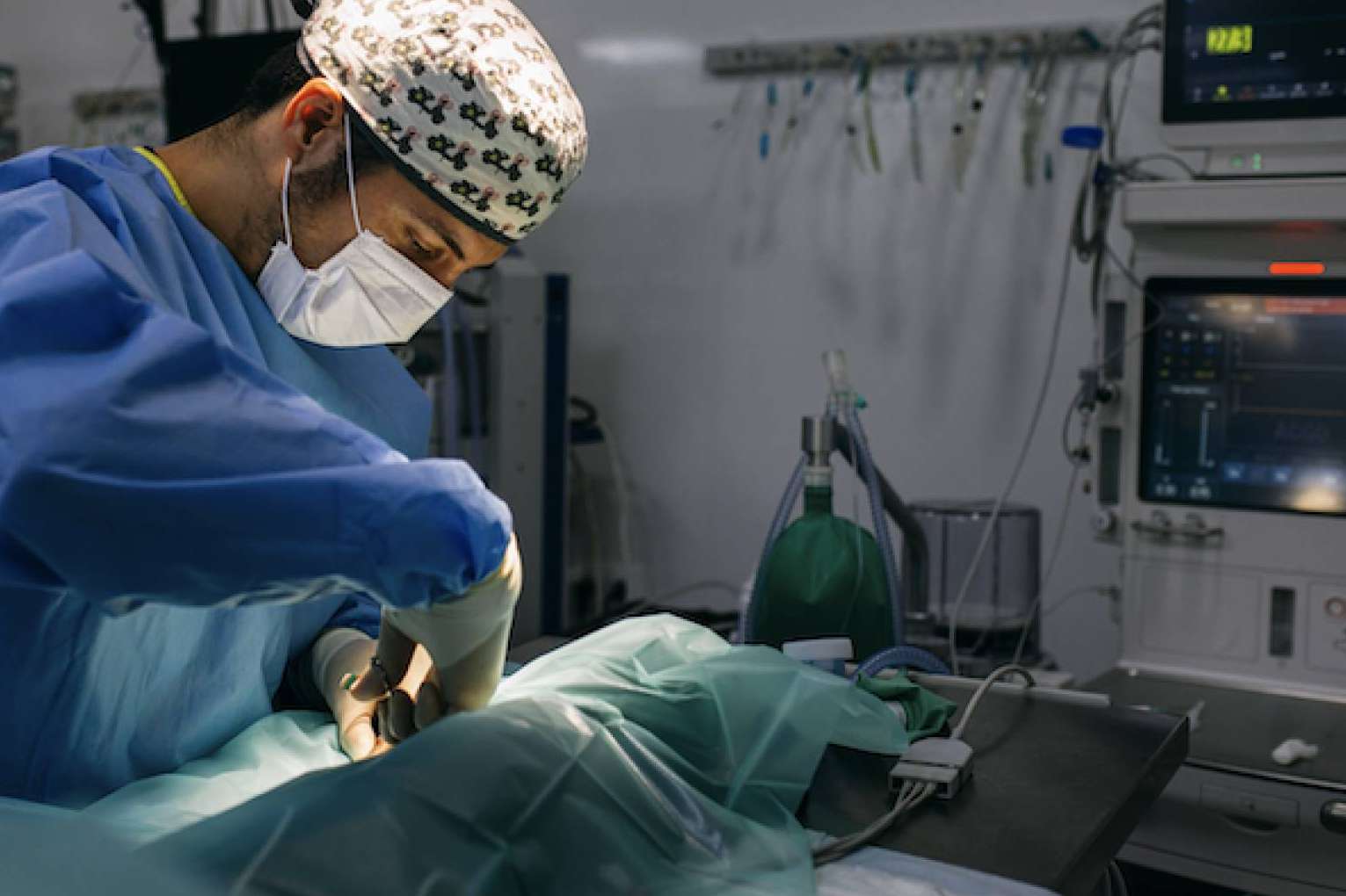 El Hospital Veterinario Privet lanza una campaña de esterilización en la comunidad de Madrid