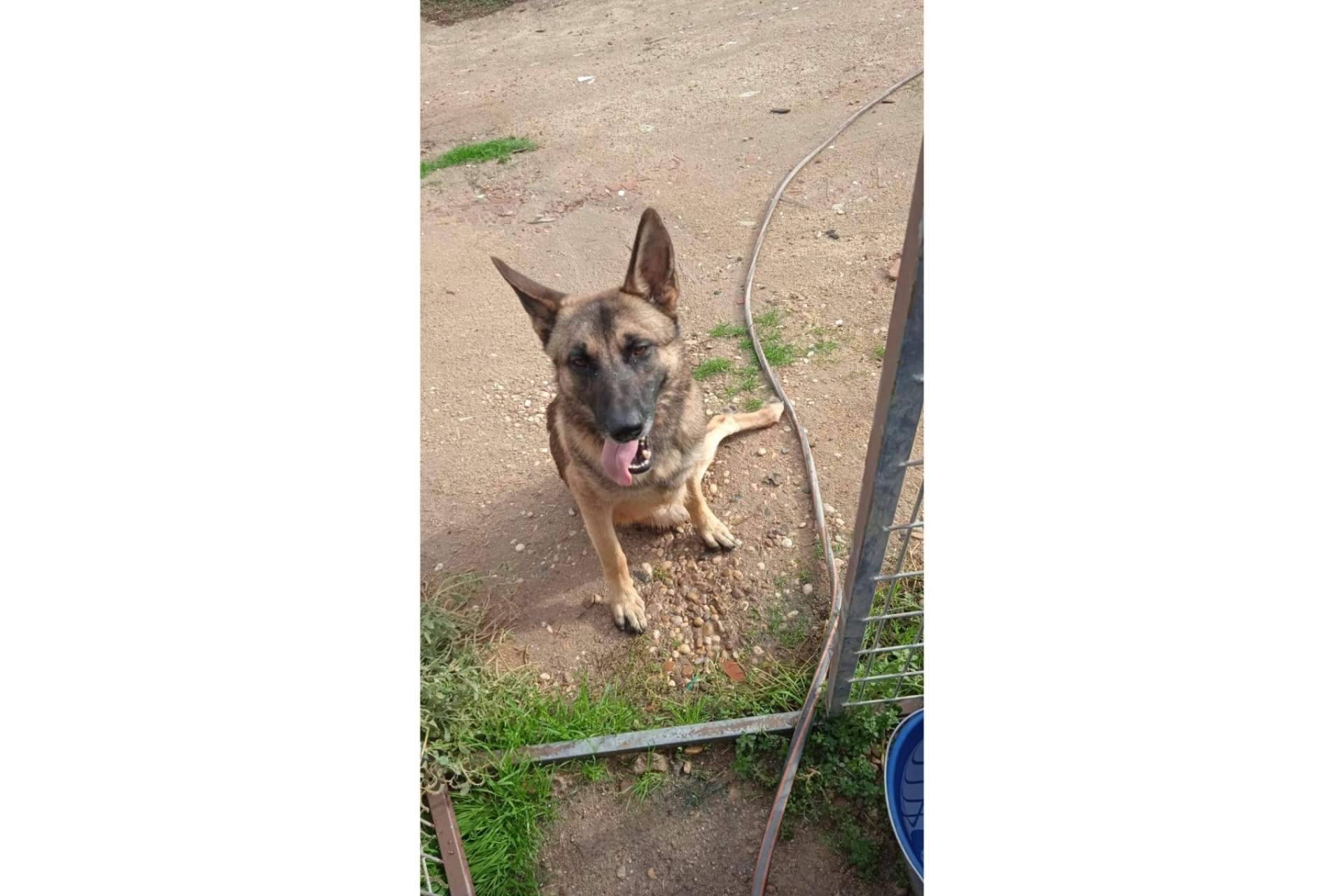 Por qué es importante la adopción y la implicación en la lucha contra el maltrato animal, por PERROBUENO