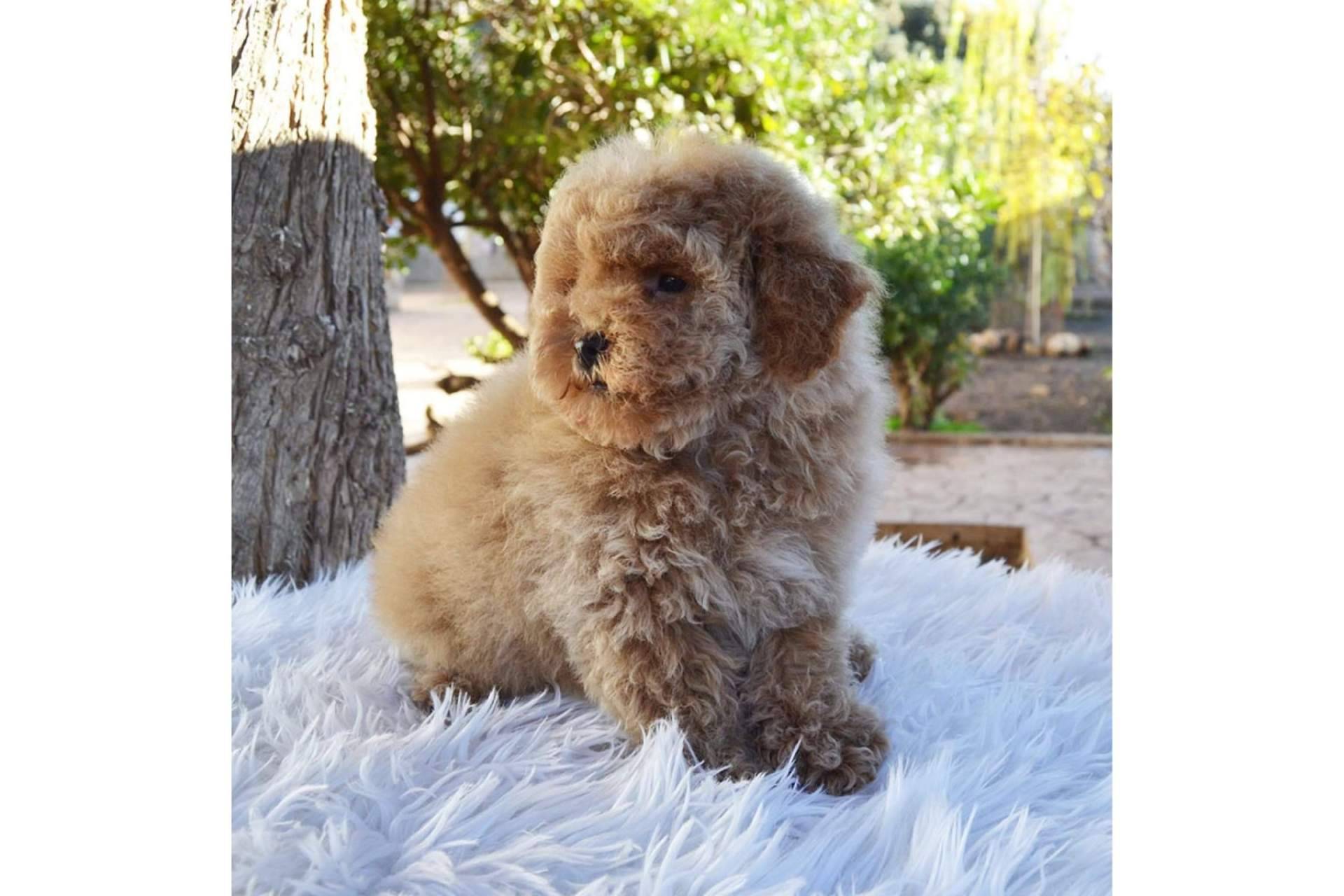 Salud, higiene y peluquería de los cachorros caniche toy, por los especialistas de Gallumar