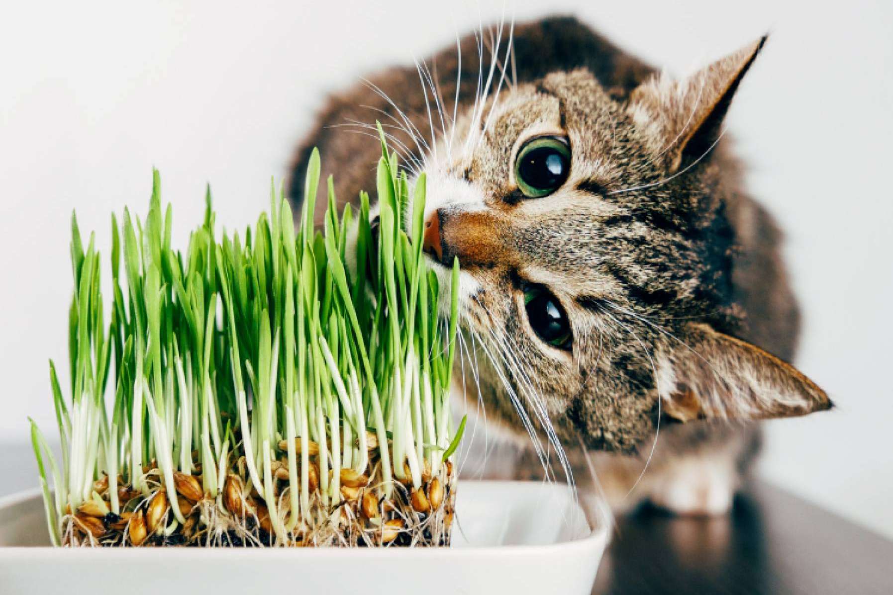 ¿Qué hacer ante las plantas tóxicas para gatos (incluso en Navidad)?