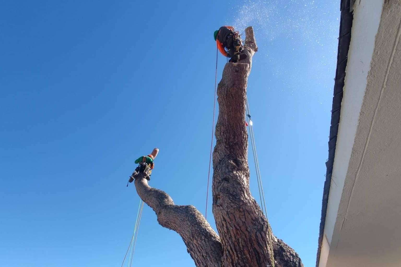 Todo el cuidado de un árbol, desde que nace hasta que muere, con el servicio completo de poda y tala de Talas de Árboles