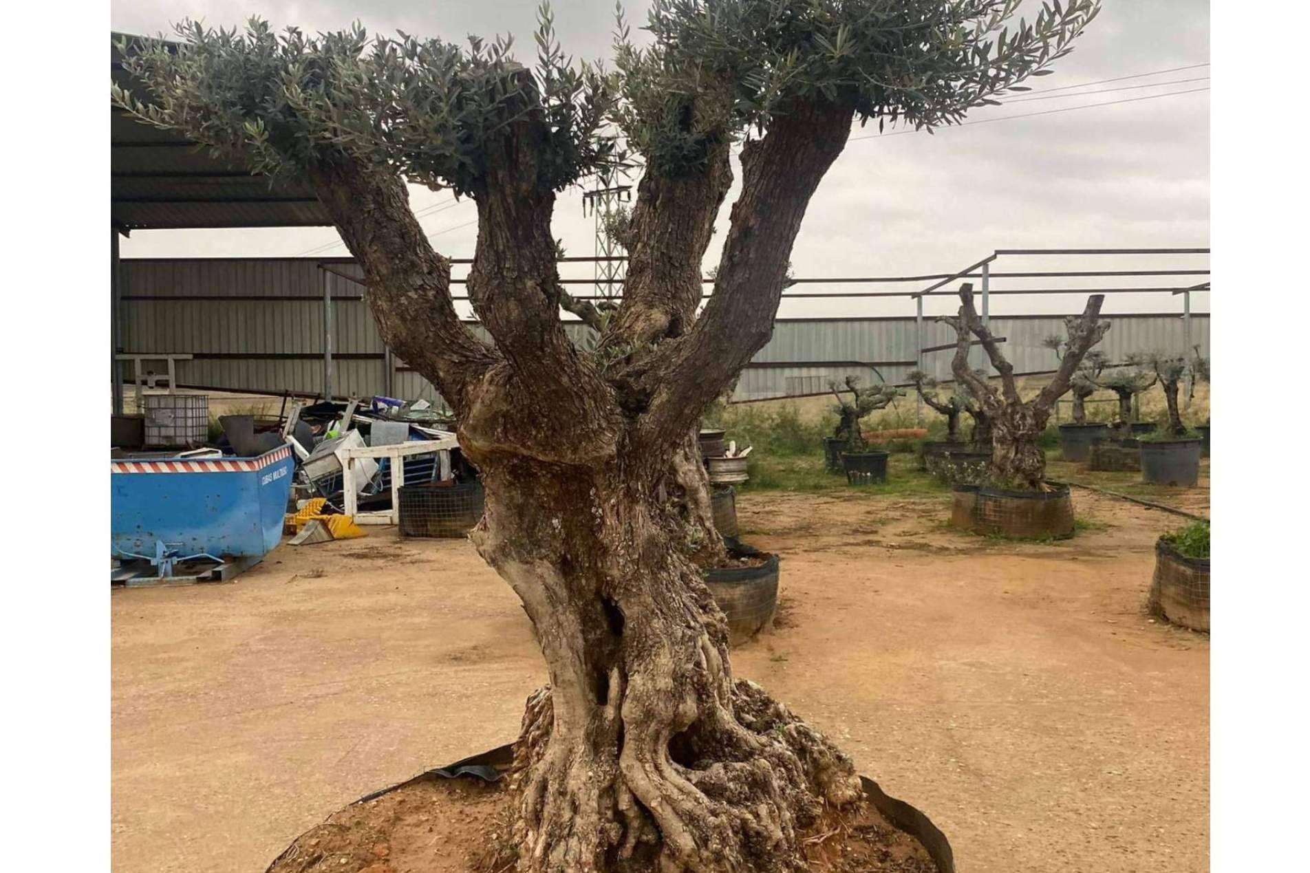 La firma especializada Olivos Extremadura vende olivos centenarios y milenarios