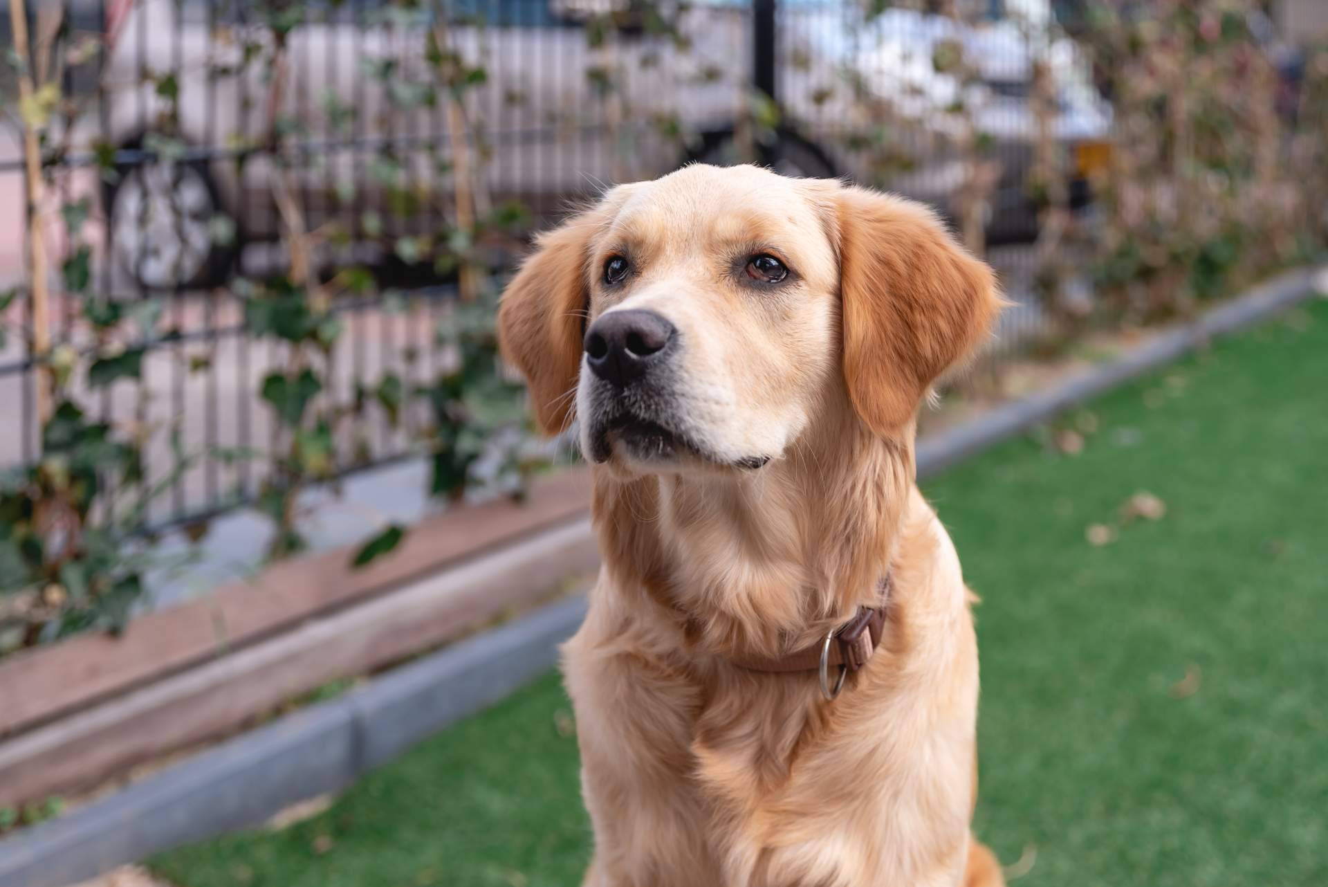 Perros de asistencia para niños TEA con la Asociación Española de Perros de Apoyo