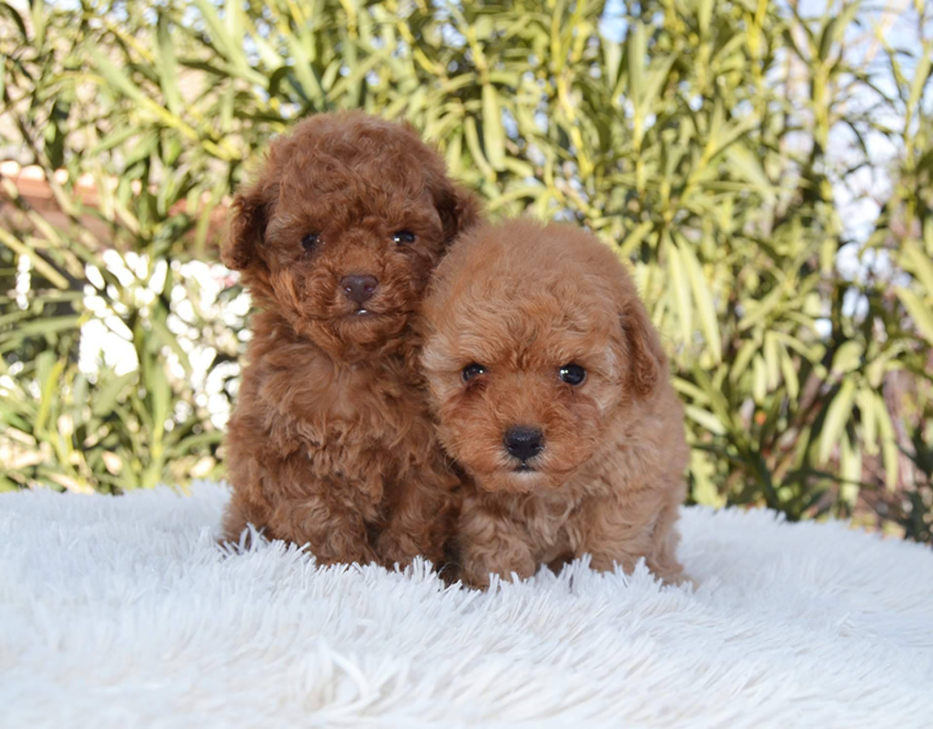 30 años de experiencia en la cría exclusiva de Caniche Toy, Shih Tzu y Pomerania, Gallumar