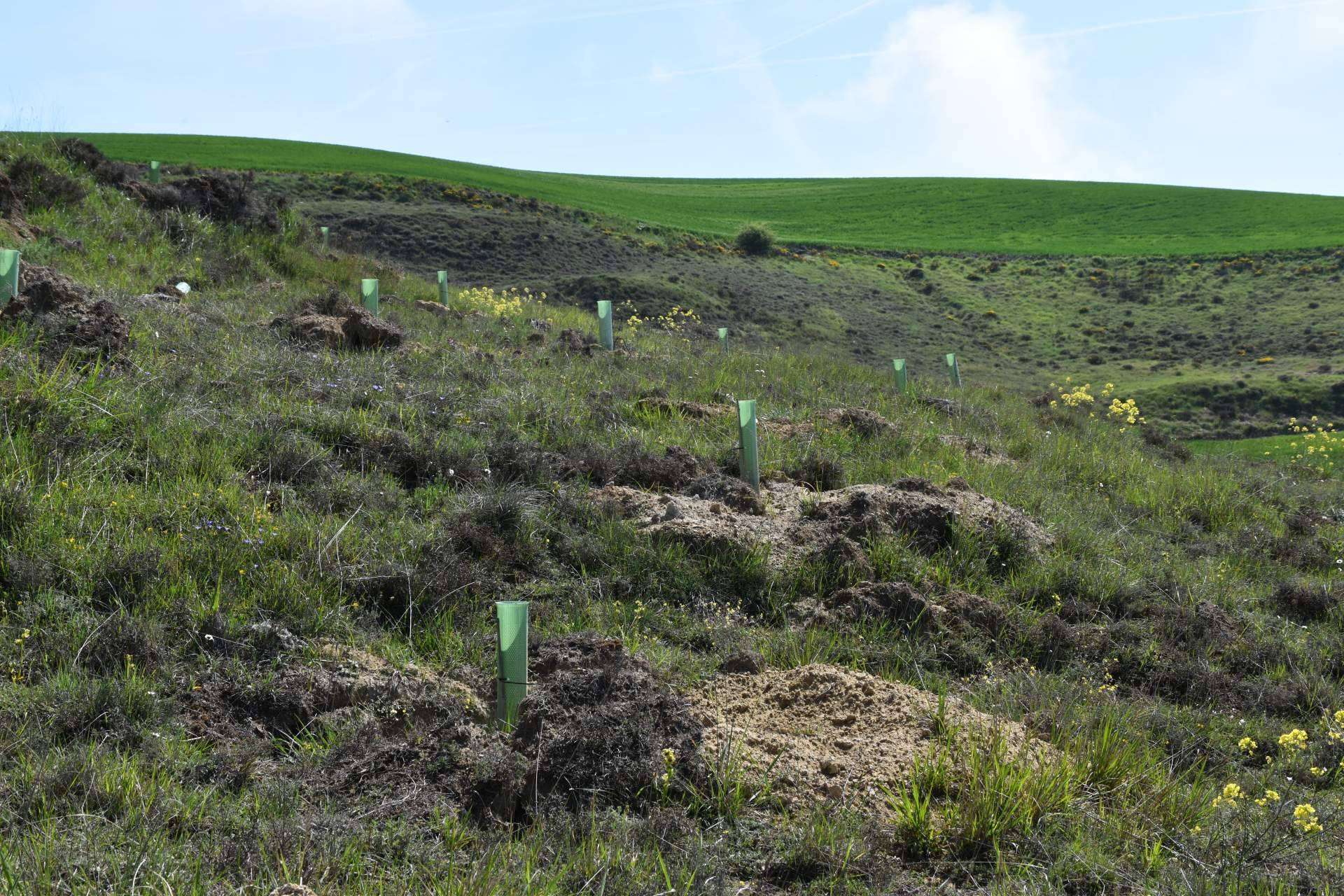 Referentes nacionales en la creación de bosques sostenibles, las grandes marcas combaten el cambio climático, por CO2 GESTIÓN