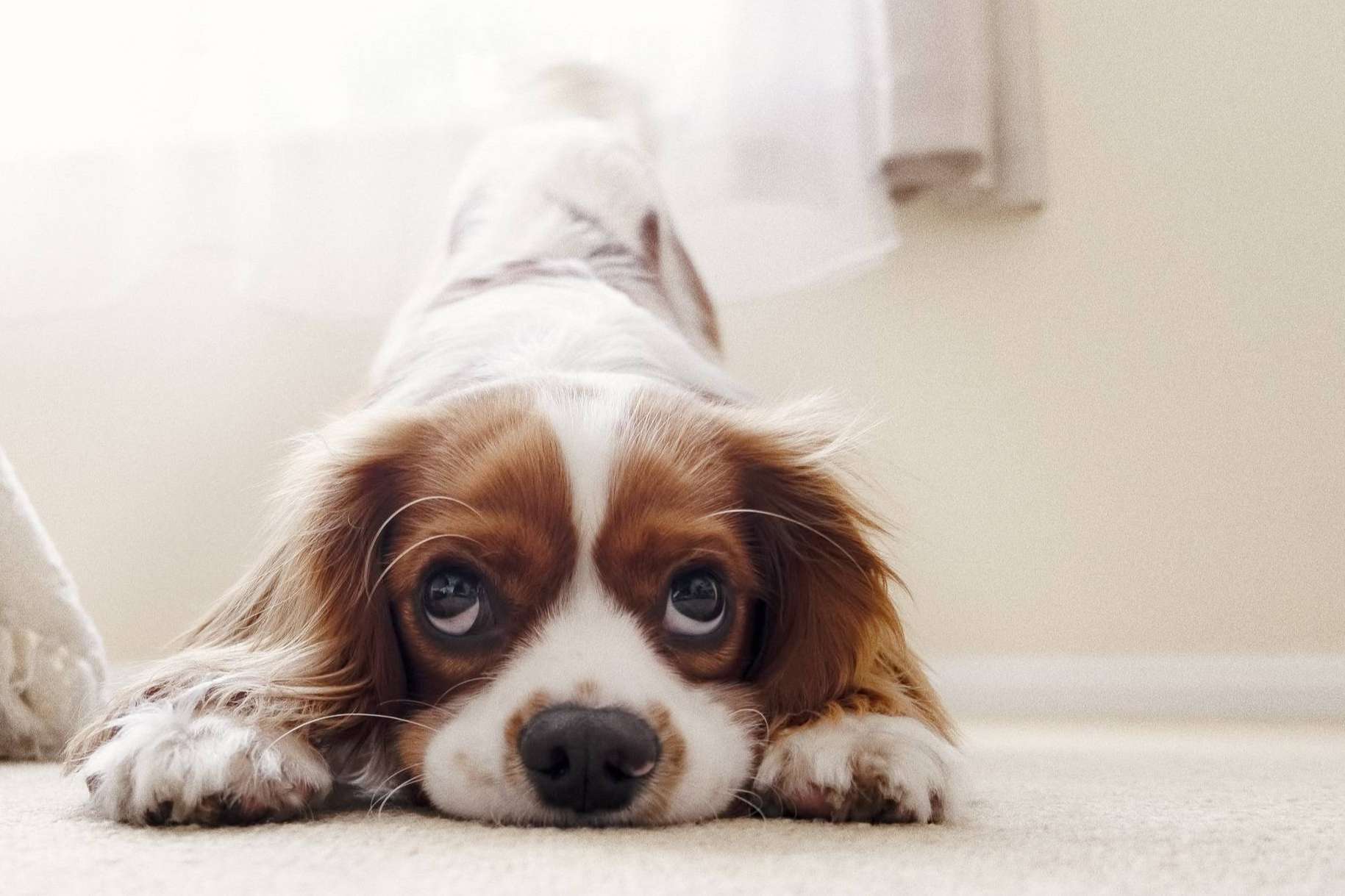 El Perro Feliz presenta 'Bécate', ofreciendo 6 becas de 7.500 € para emprender un negocio propio