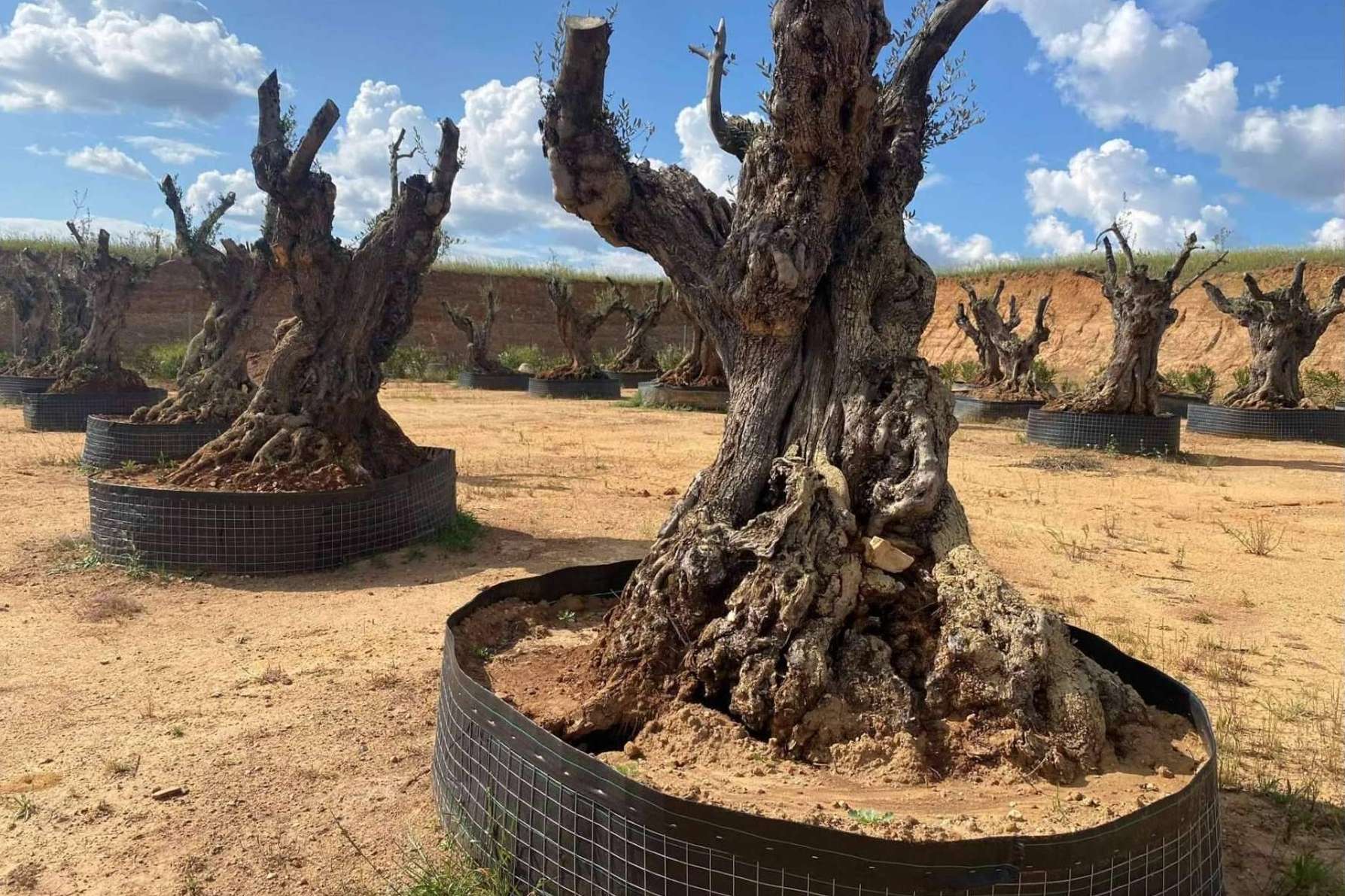 Venta de olivos a toda España con Olivos Extremadura