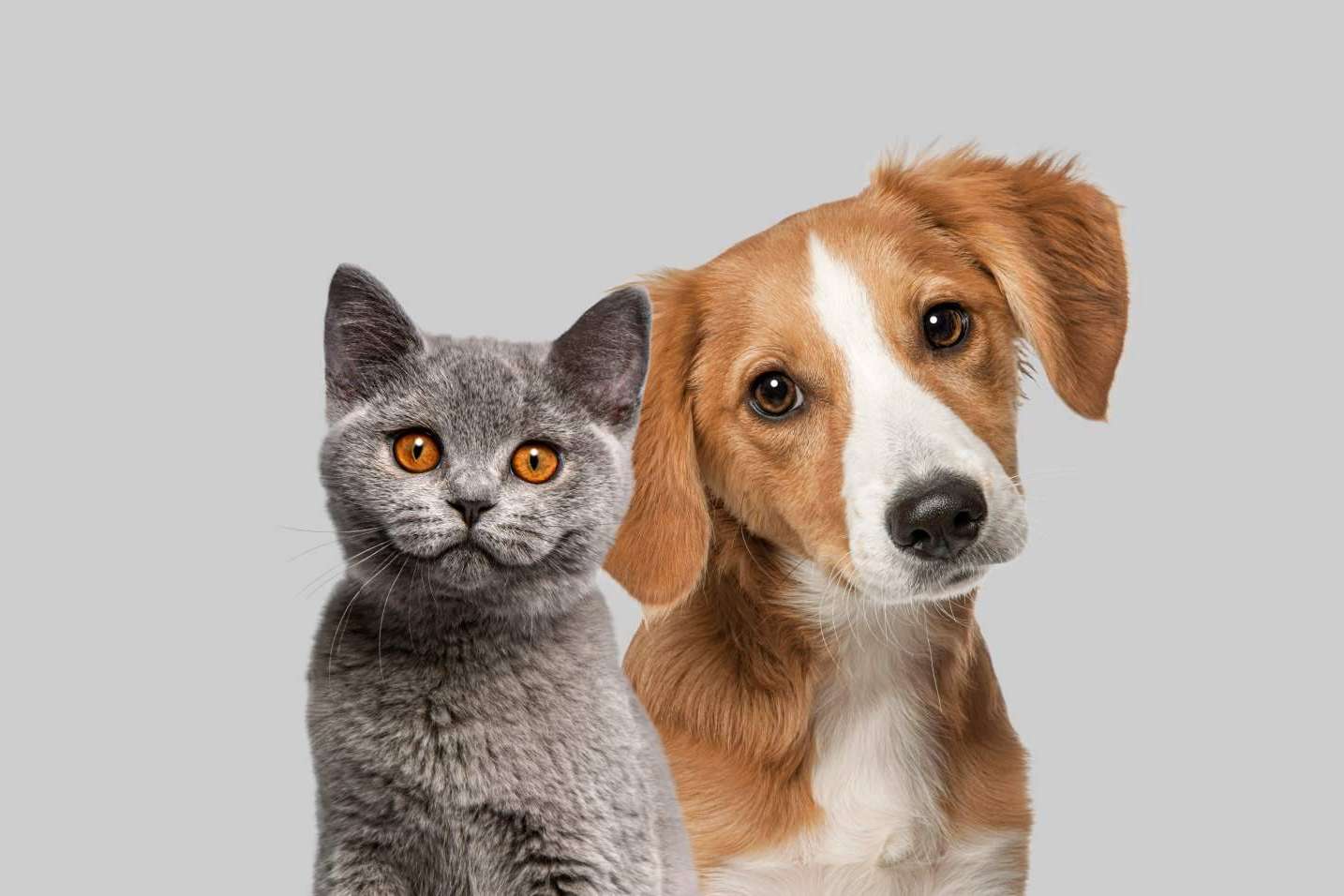 Concienciar a la sociedad acerca de la necesidad de adoptar animales es fundamental, por CaniAusa