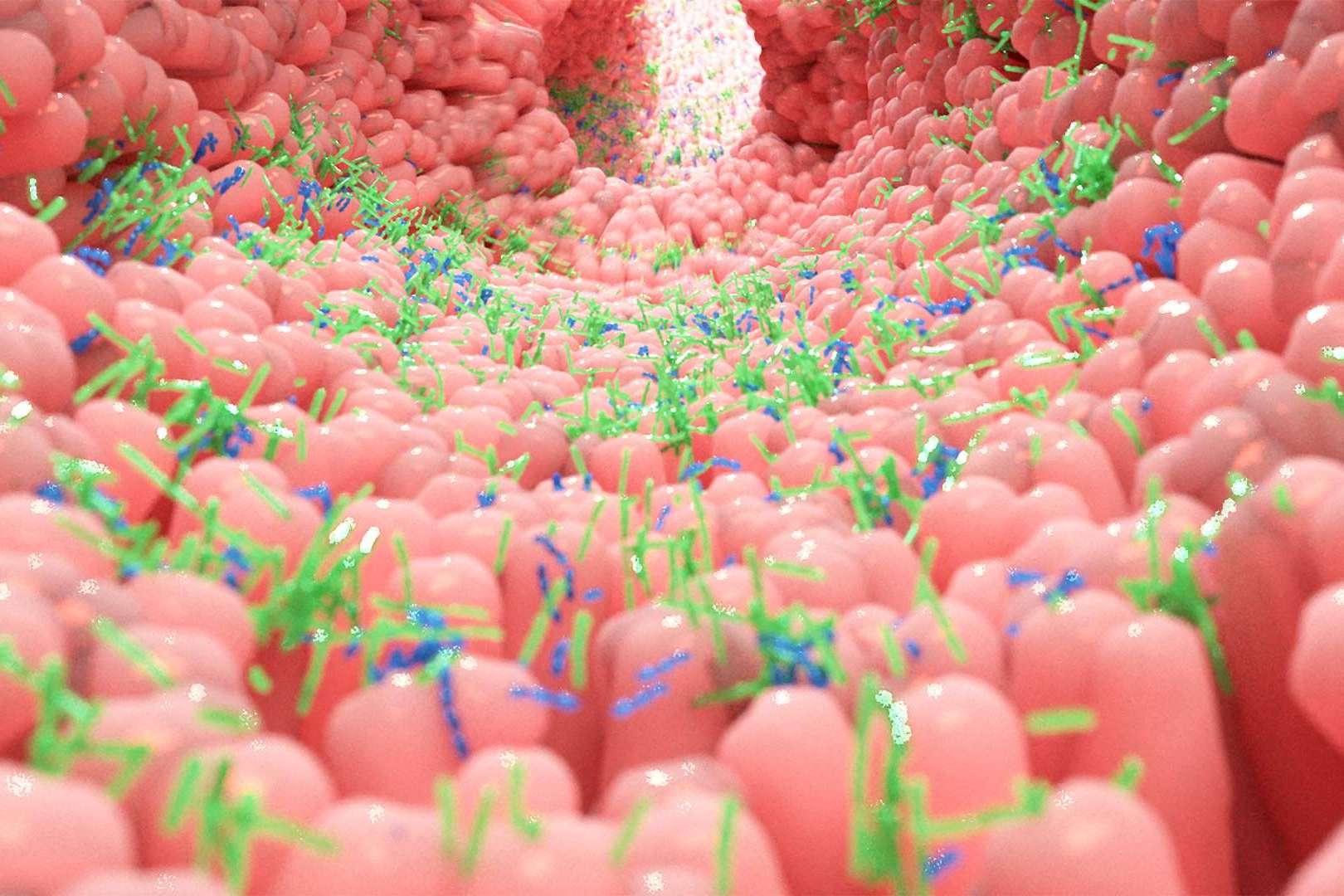 ¿Cómo mantener una microbiota intestinal saludable? Los probióticos naturales de Bibefy