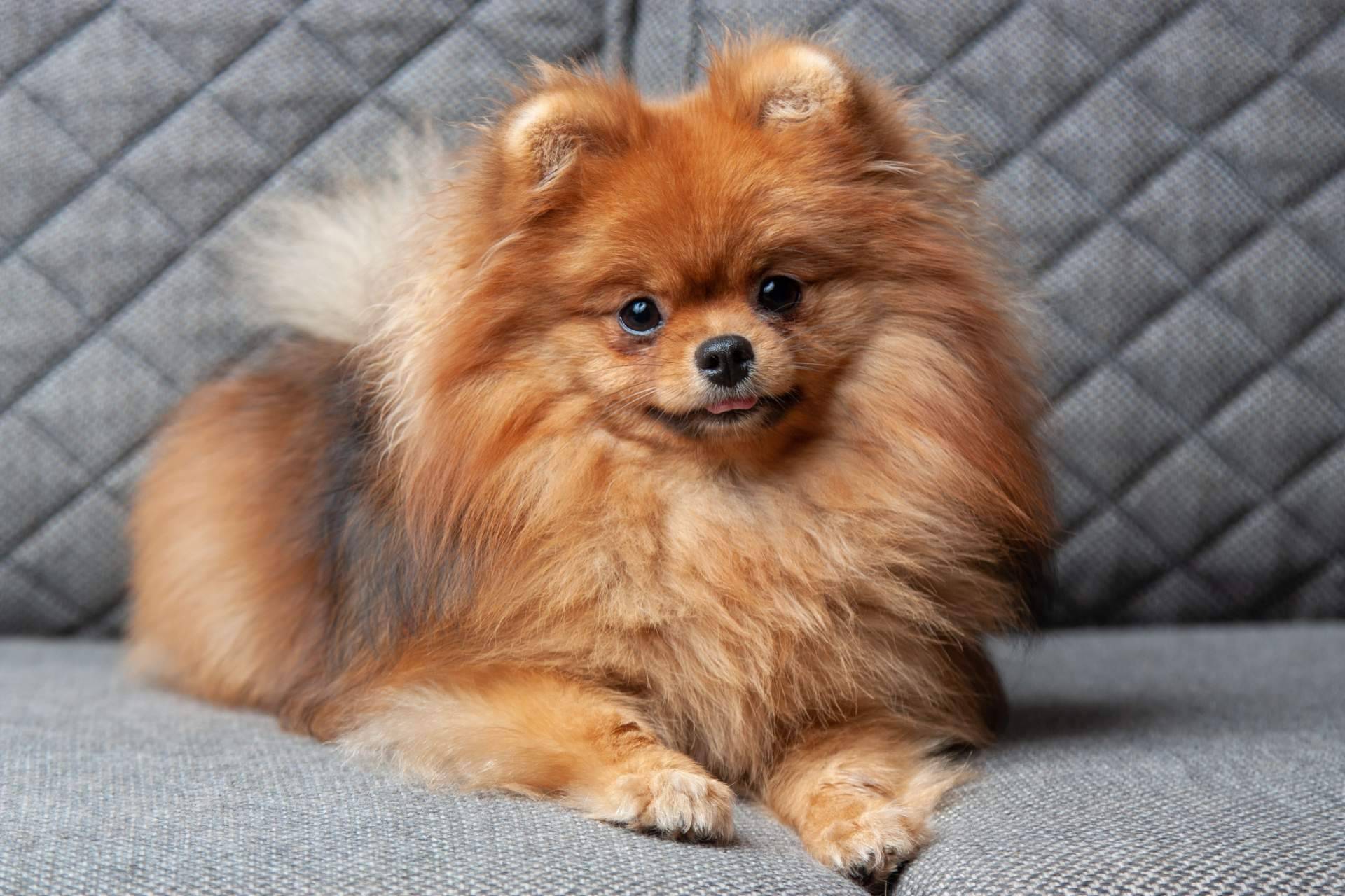 En Cachorros del Valle se pueden encontrar varios Pomerania