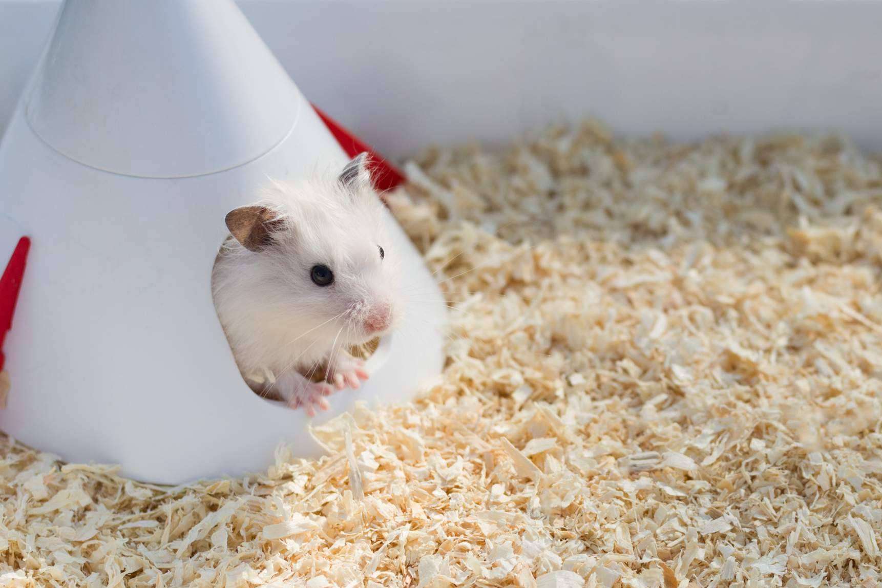 Todo lo necesario para la higiene en roedores, en LovePets