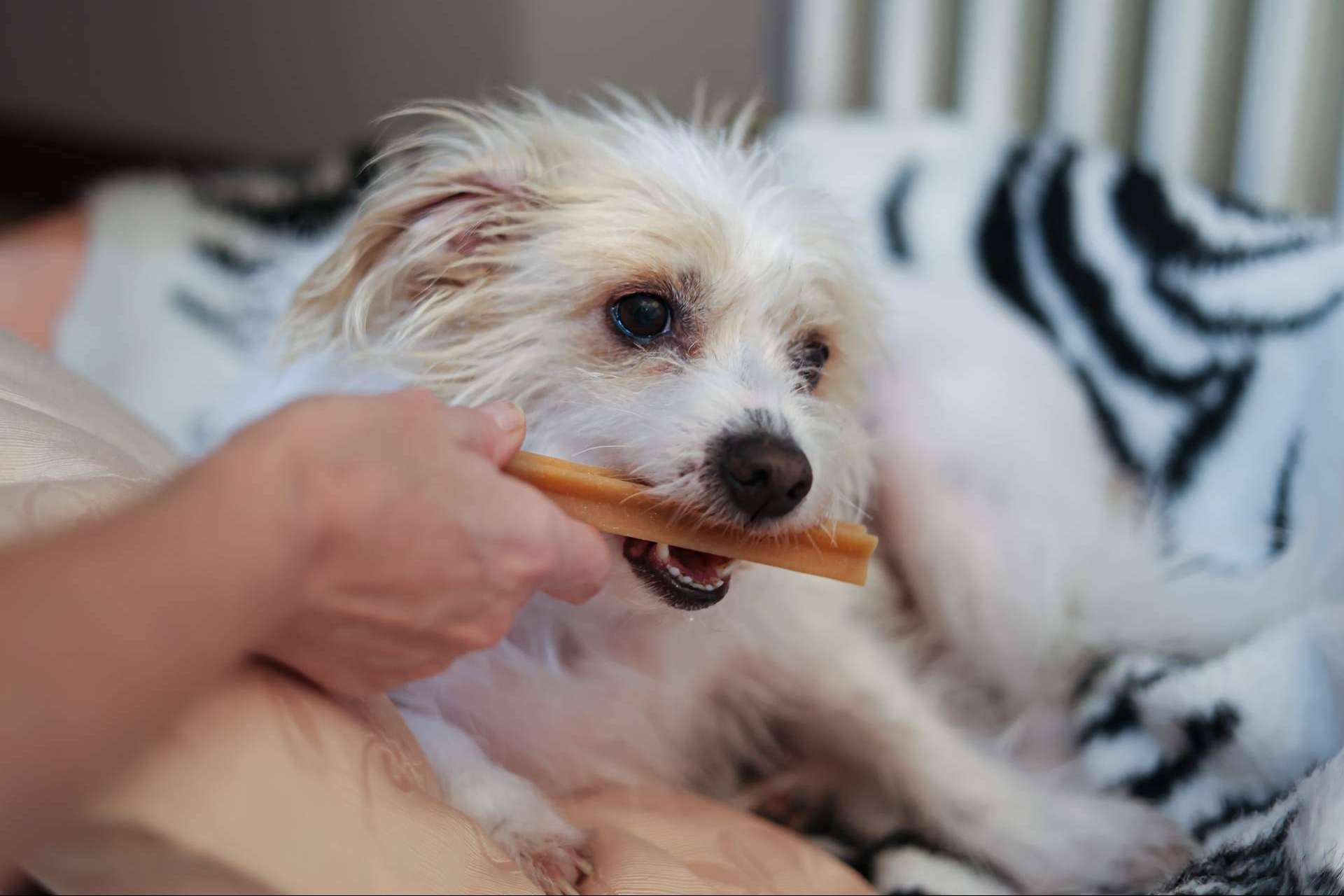 LovePets sobre las ventajas de los masticables para la salud dental de los perros