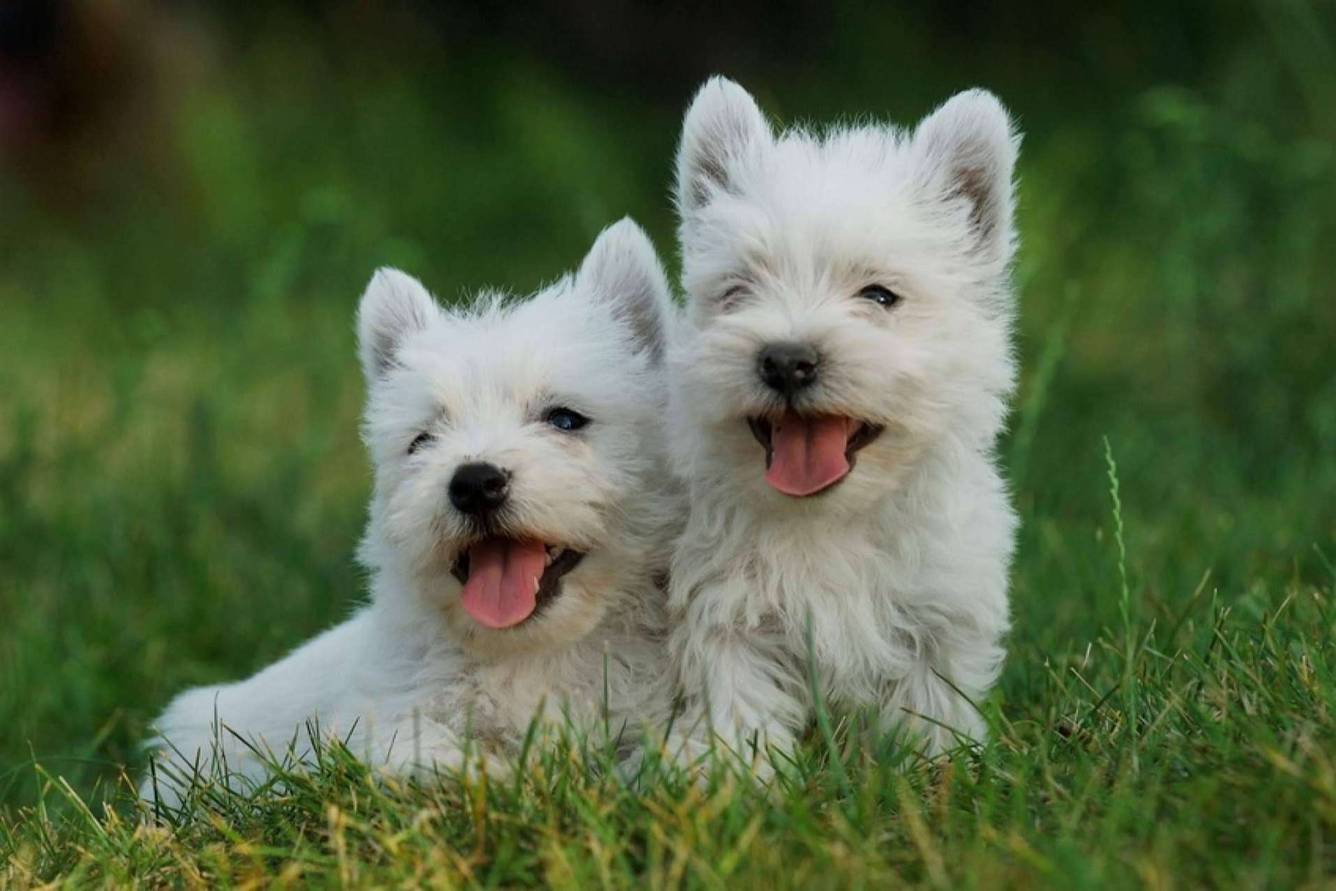 Compra legal y autorizada de caninos, con El Mundo del Cachorro, un criadero de cachorros